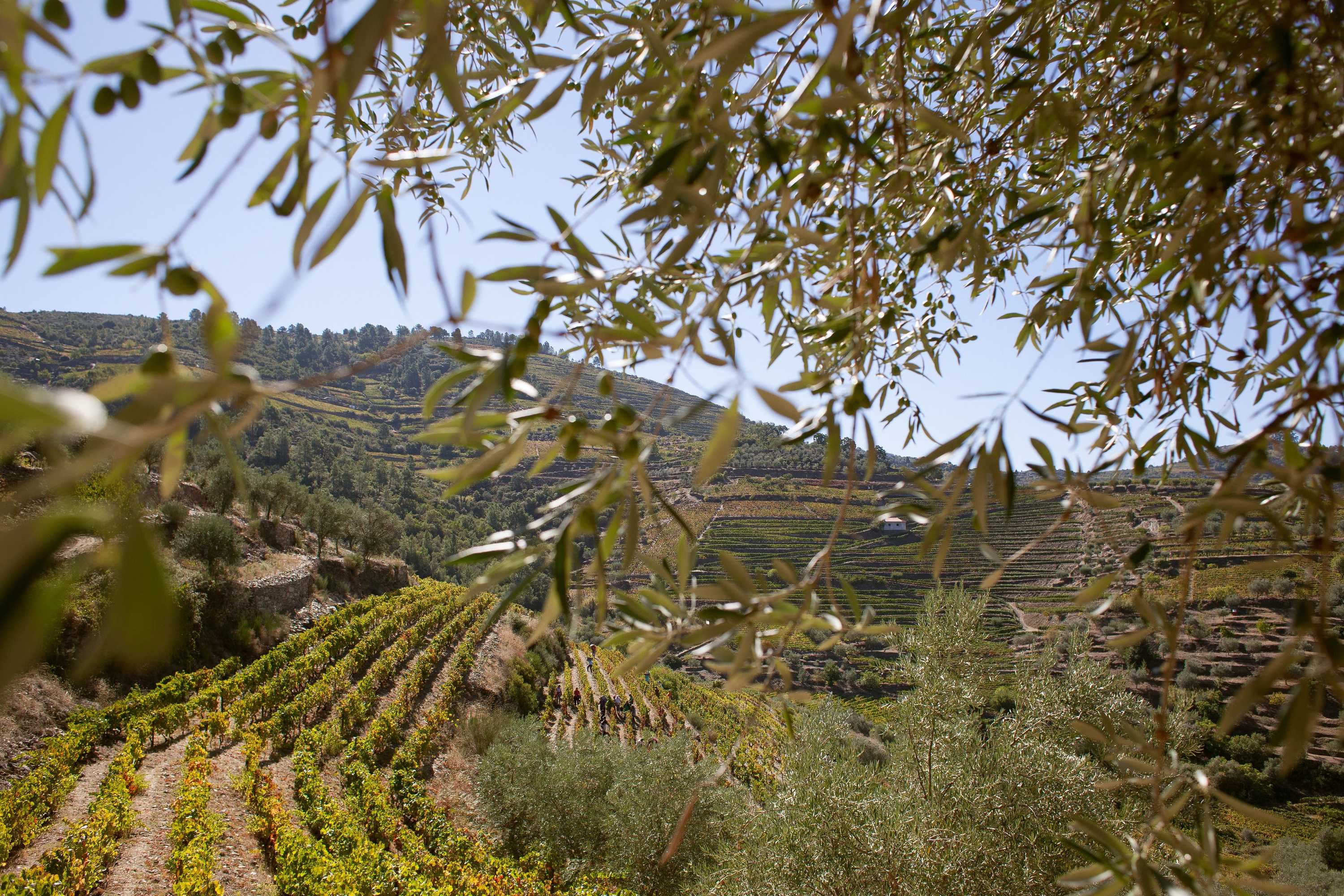 Gift card for Hotel Rural Quinta do Silval Gift card for Hotel Rural Quinta do Silval