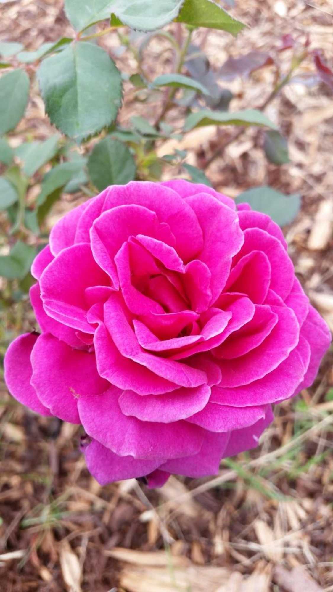 Gift card for Birch Lane