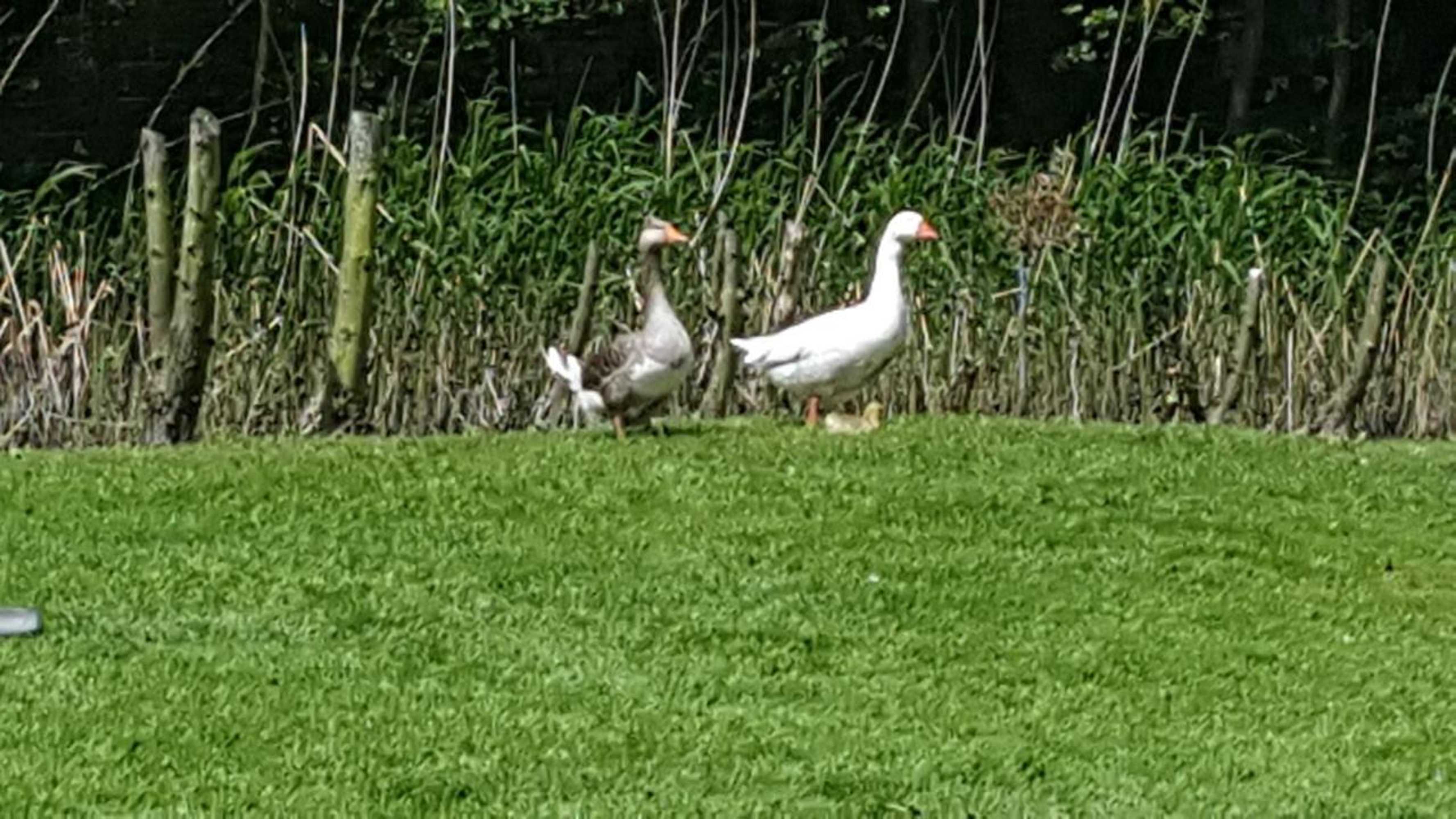 Gift card for Bed & Breakfast De Koegang