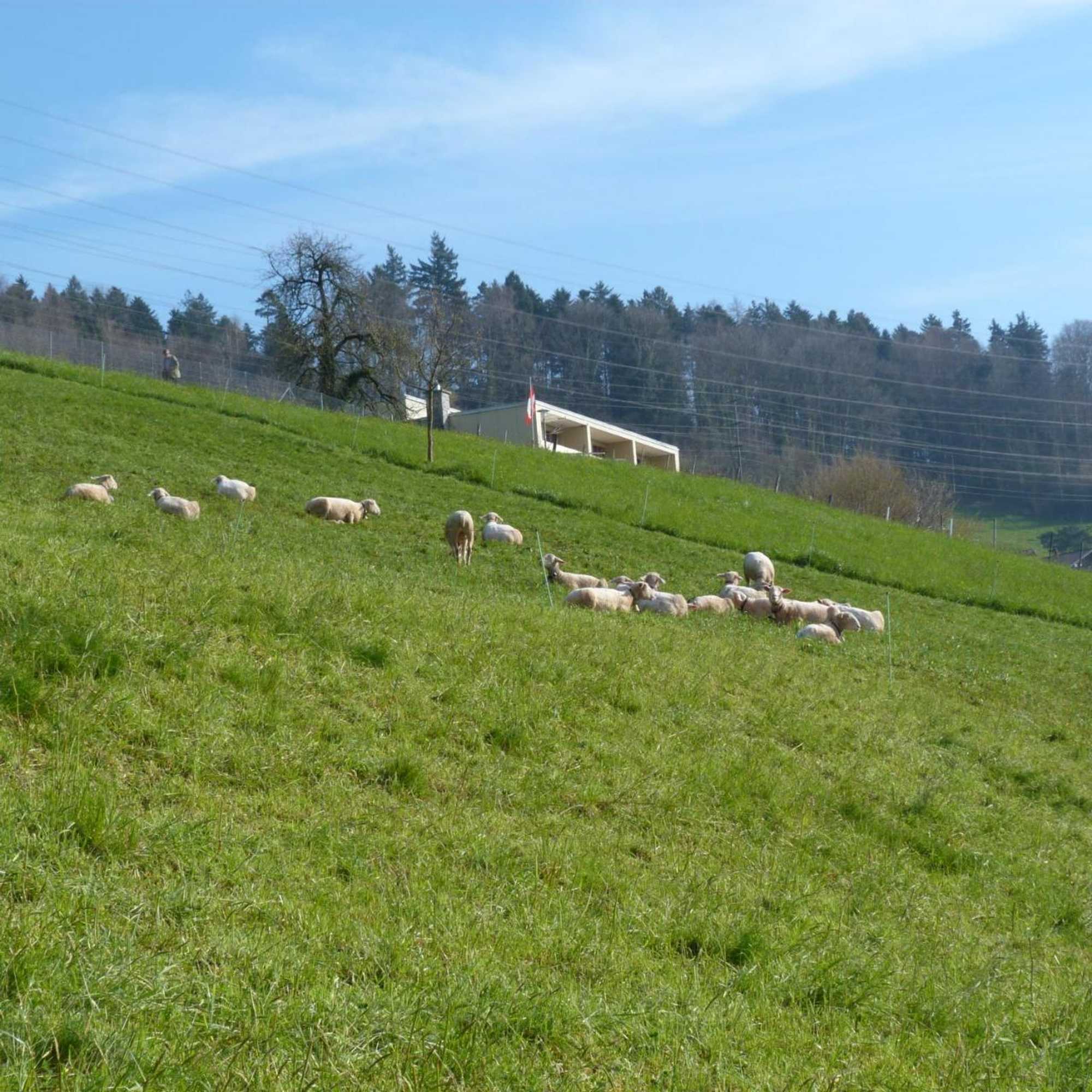 Gift card for Bnb Goldberg