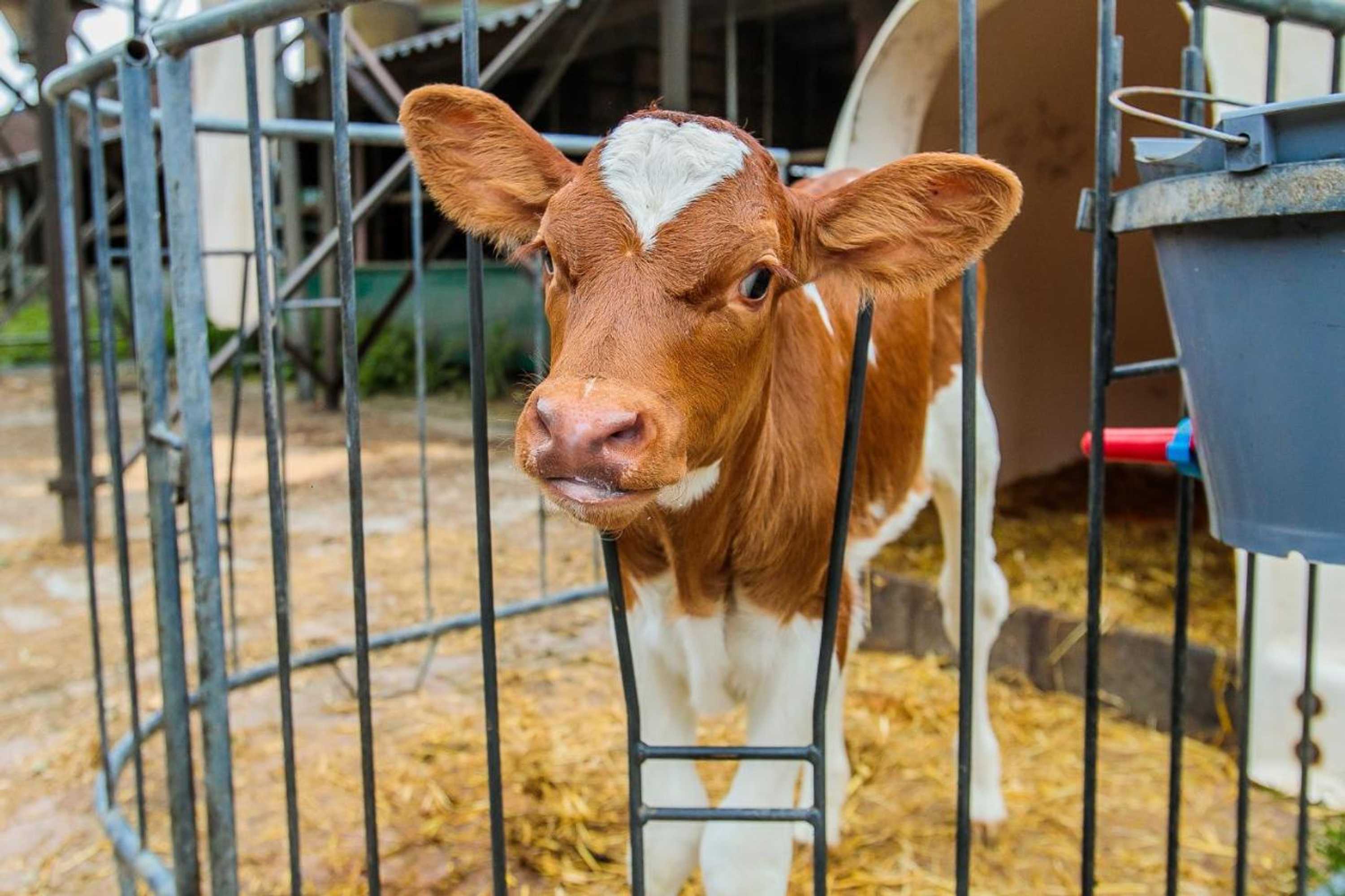 Gift card for B&b/boertel de Meander