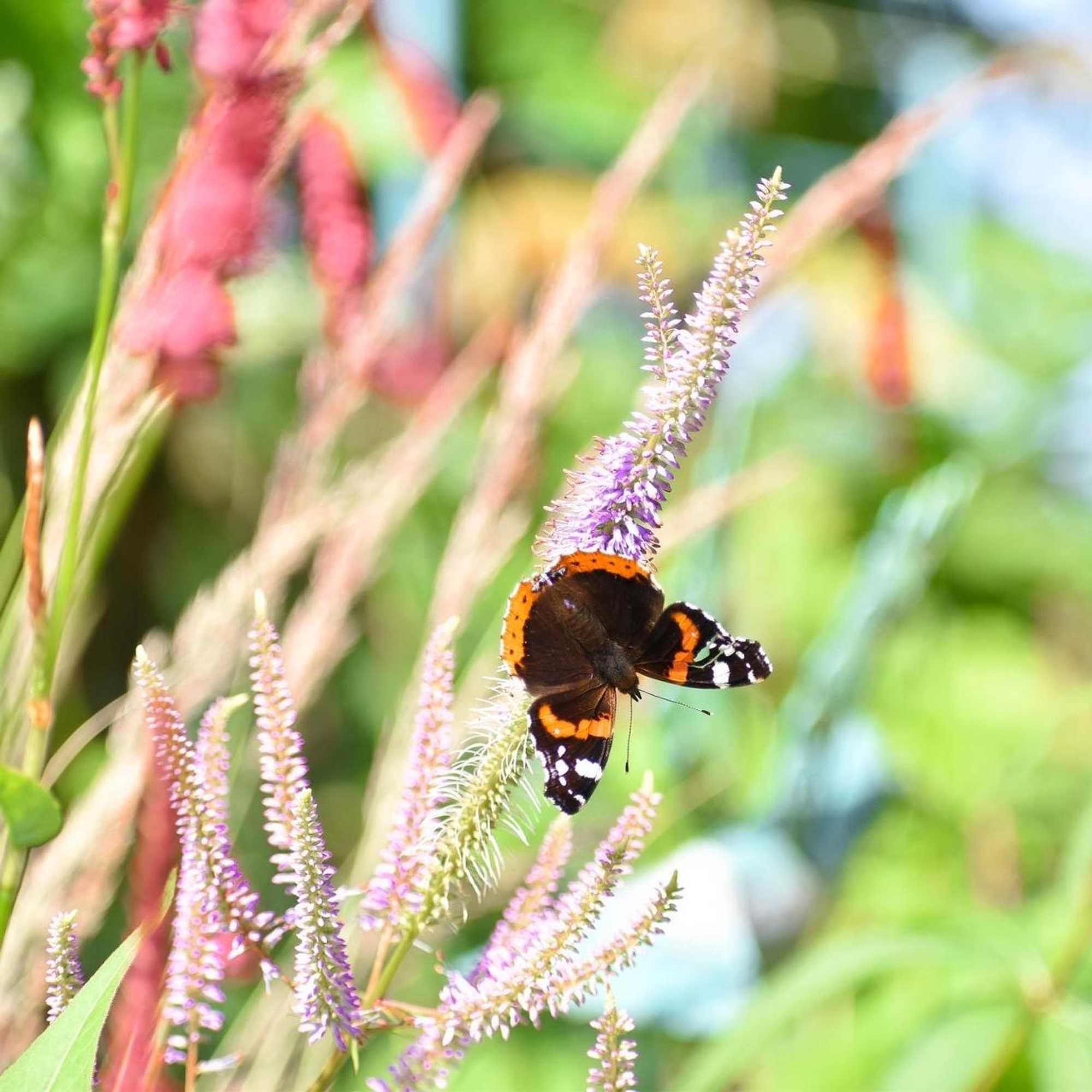 Gift card for Chalet de Kleine Eekhoorn