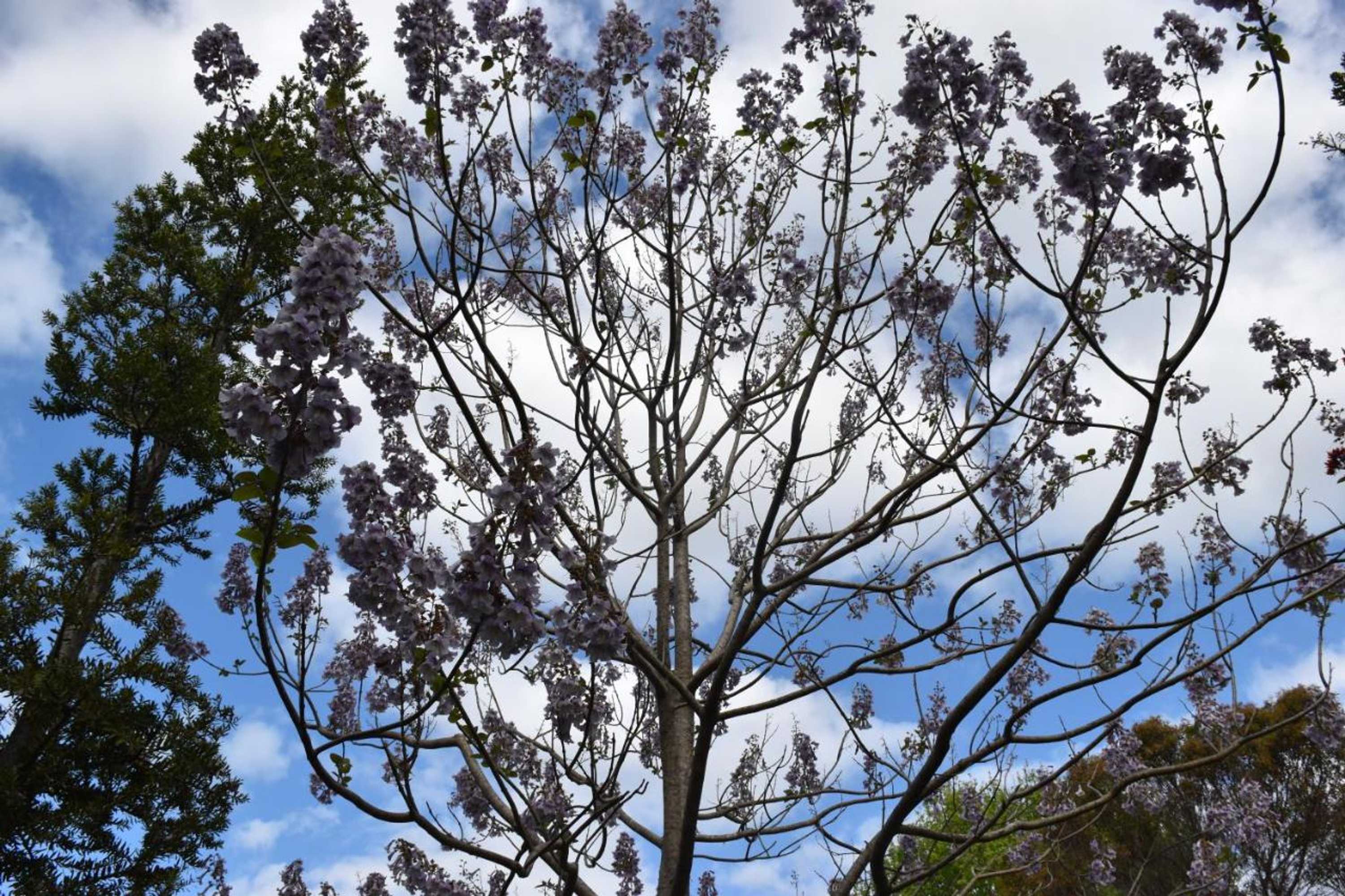 Gift card for Kerikeri Garden Homestead Gift card for Kerikeri Garden Homestead