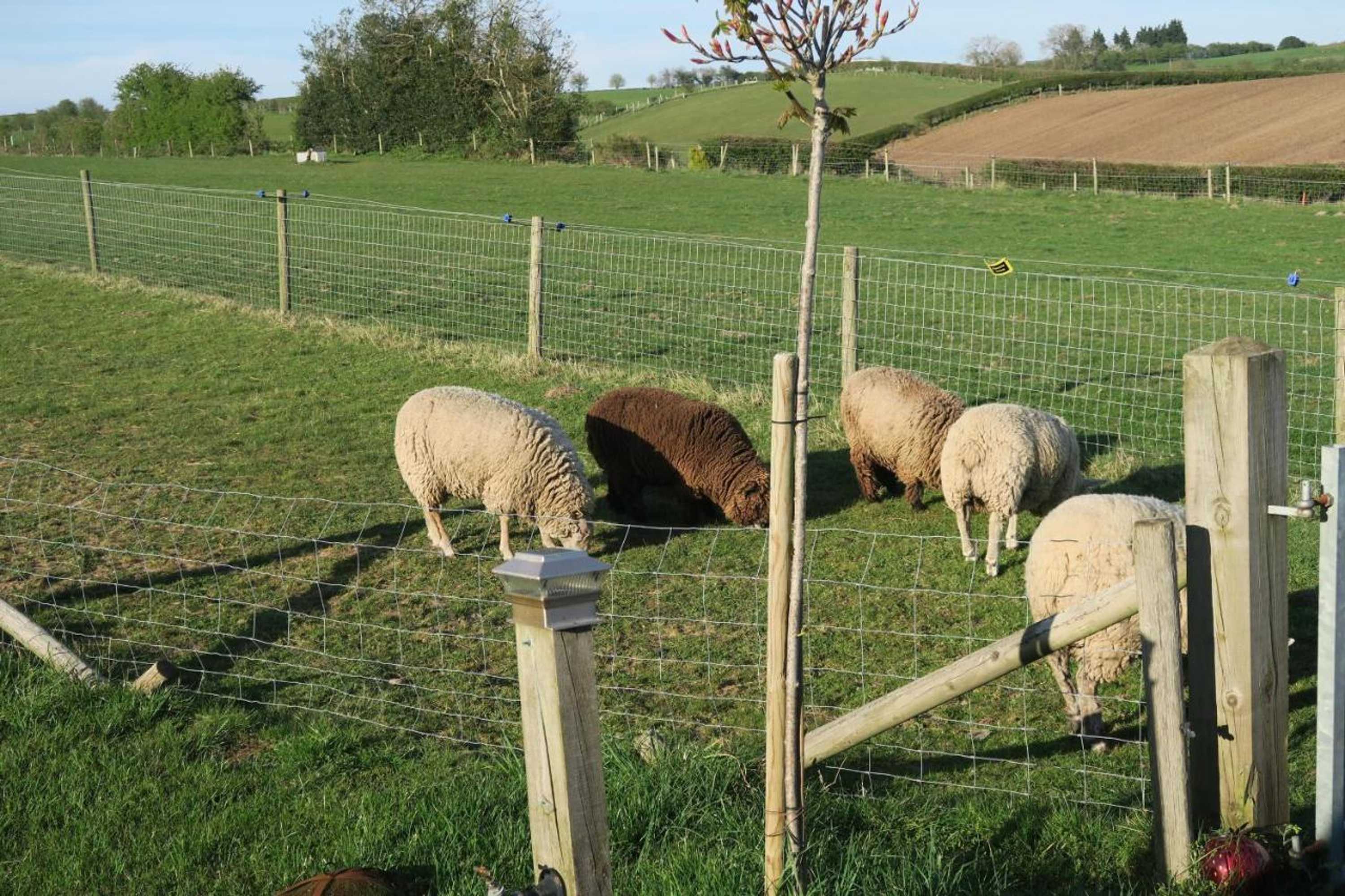 Gift card for Fairview Farm Holiday Accommodation 14 Luxury Lodges,cabins Suitable For Couples ,families And Groups,wedding Guests - Sleeps 2-65 Guests in Ravenshead, Nottingham Near Sherwood Forest Set in 88 Acres