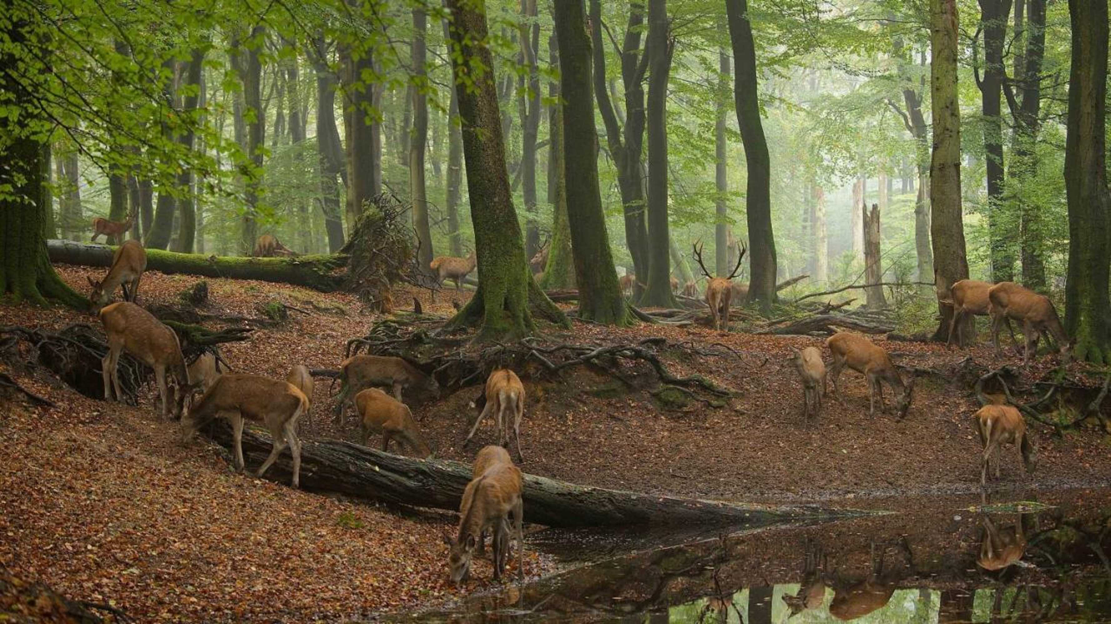 Gift card for Witte Berken Natuurhotel