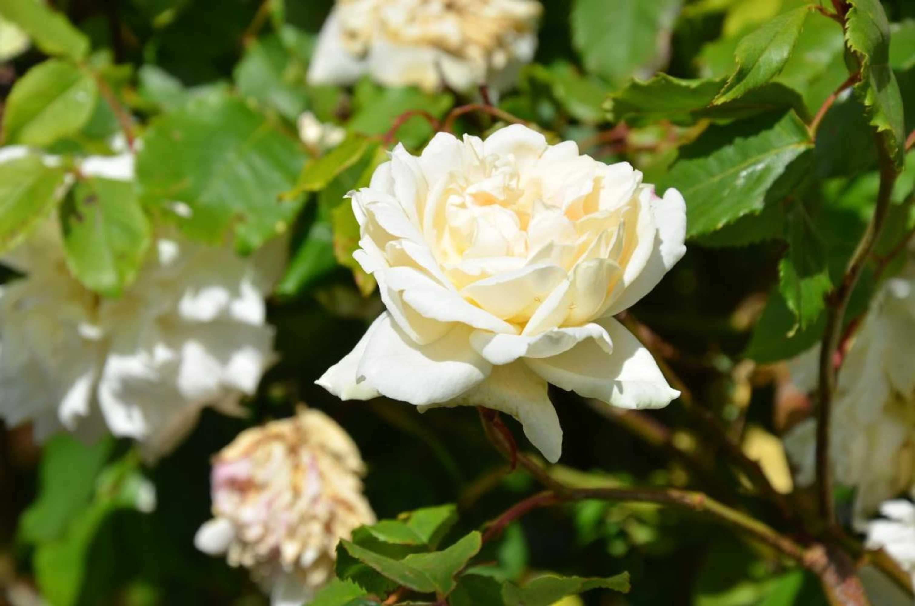 Gift card for Woolmers Estate