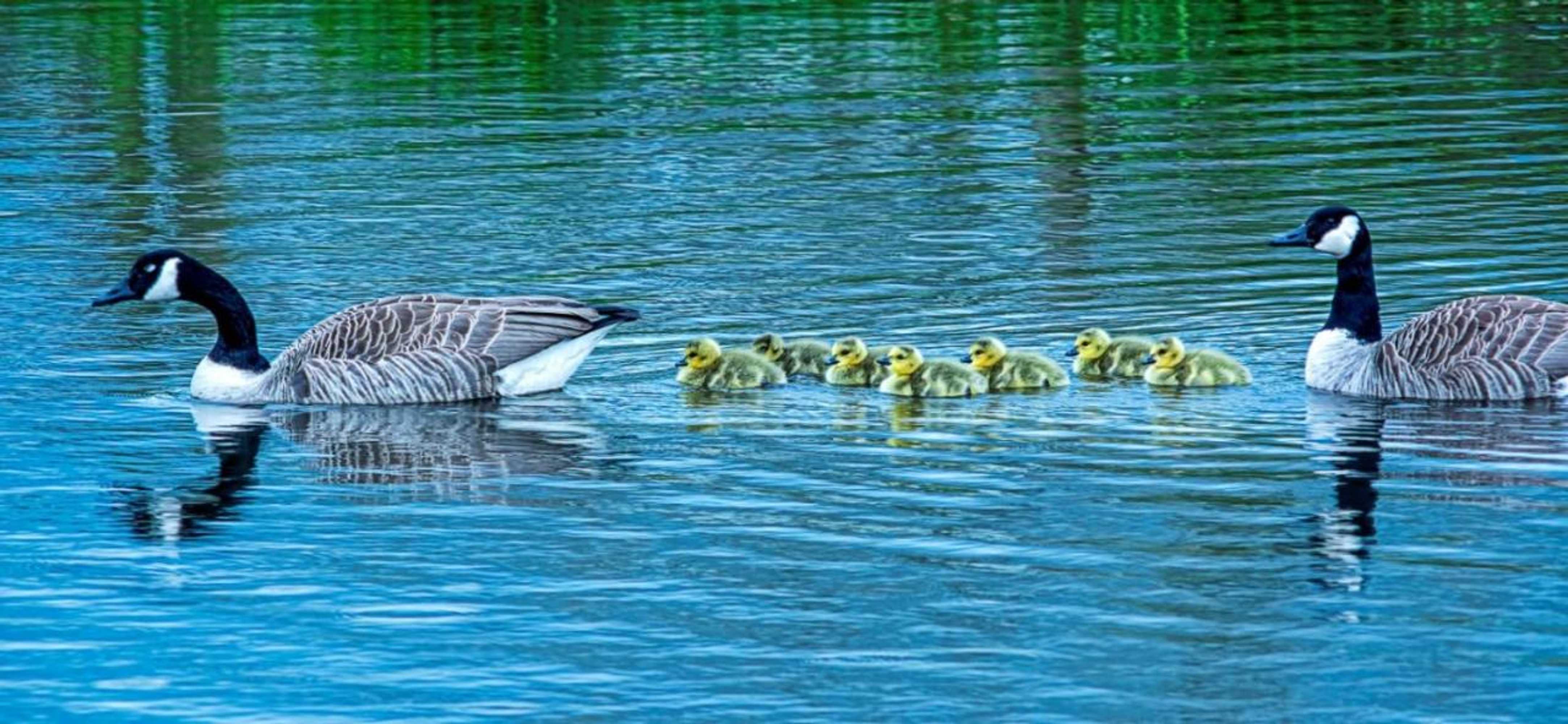 Gift card for The Saddlery Cheshire