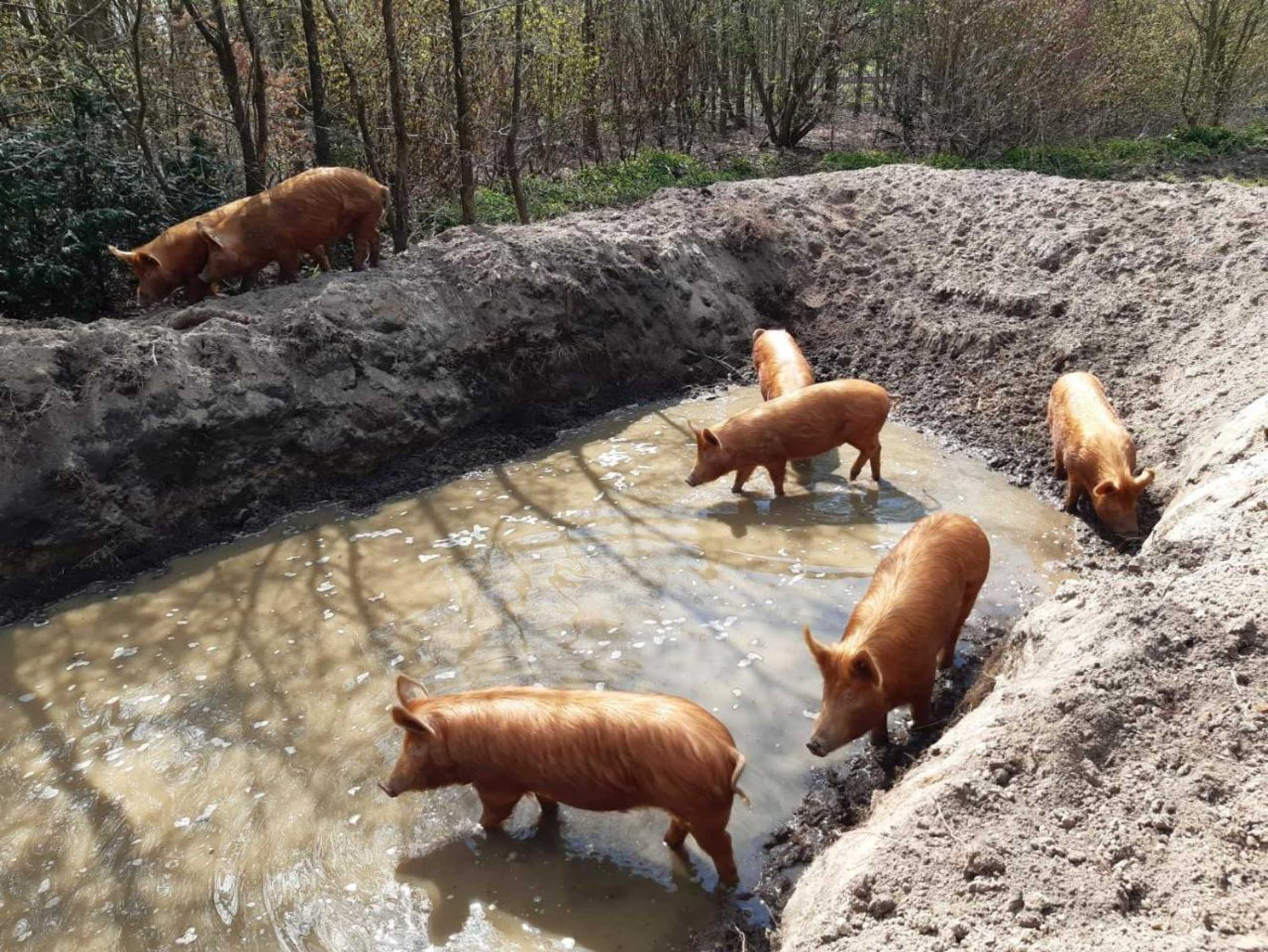 Gift card for Porcus Campus