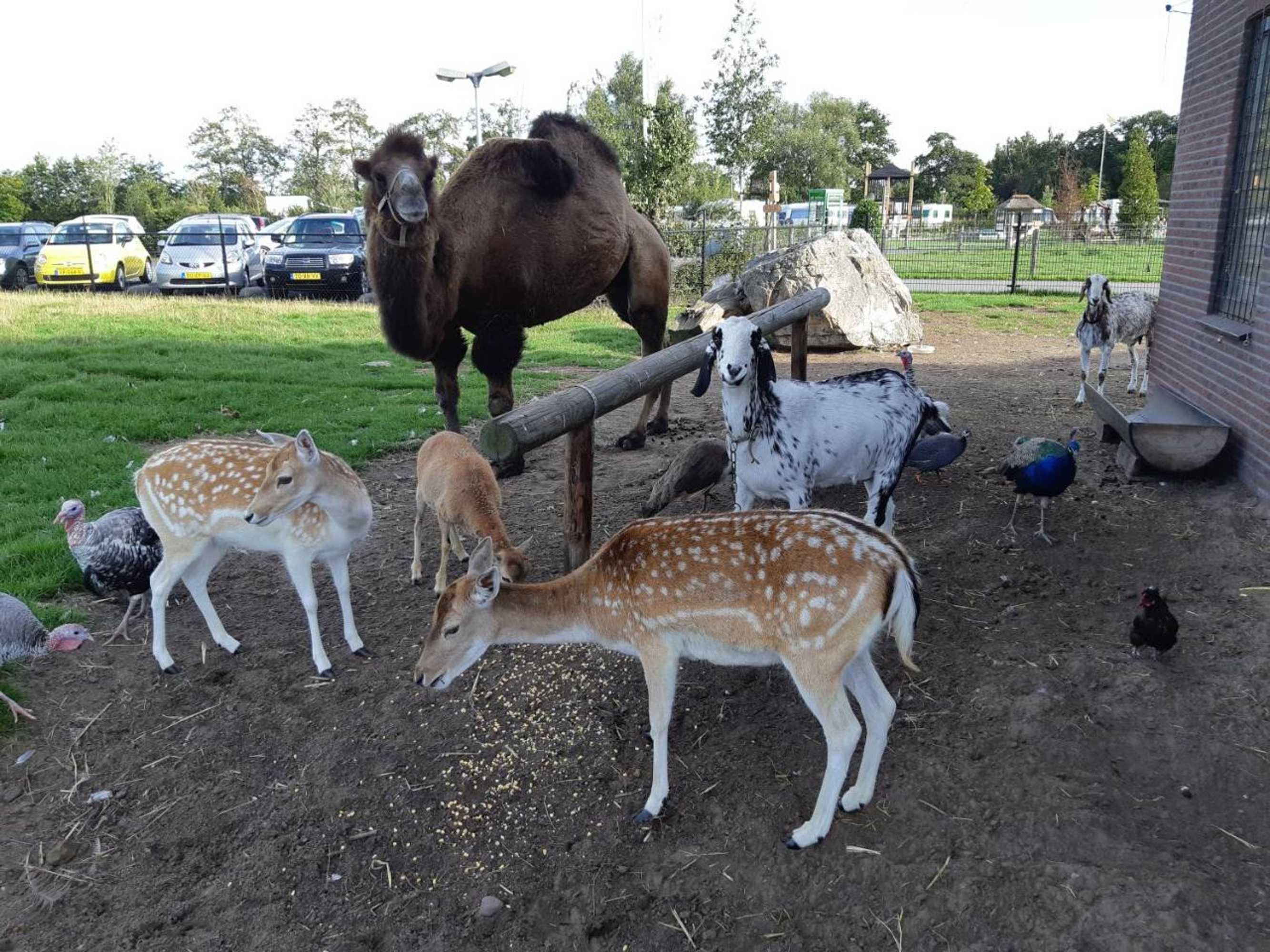 Gift card for Camping Nieuw Romalo