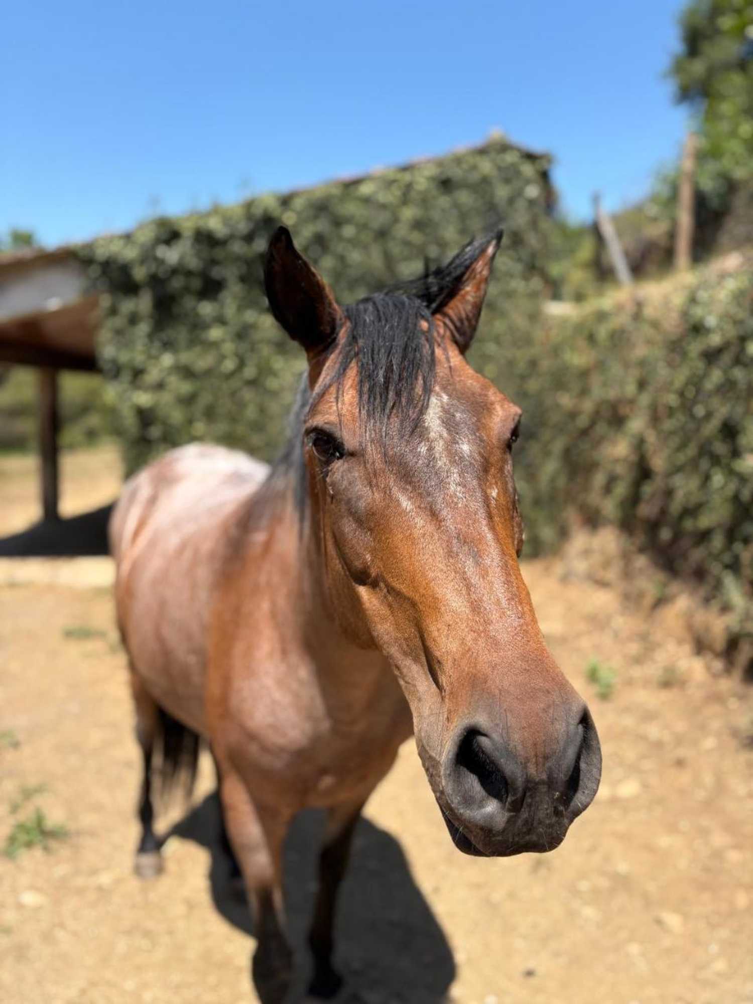 Gift card for Quinta Da Rabaçosa