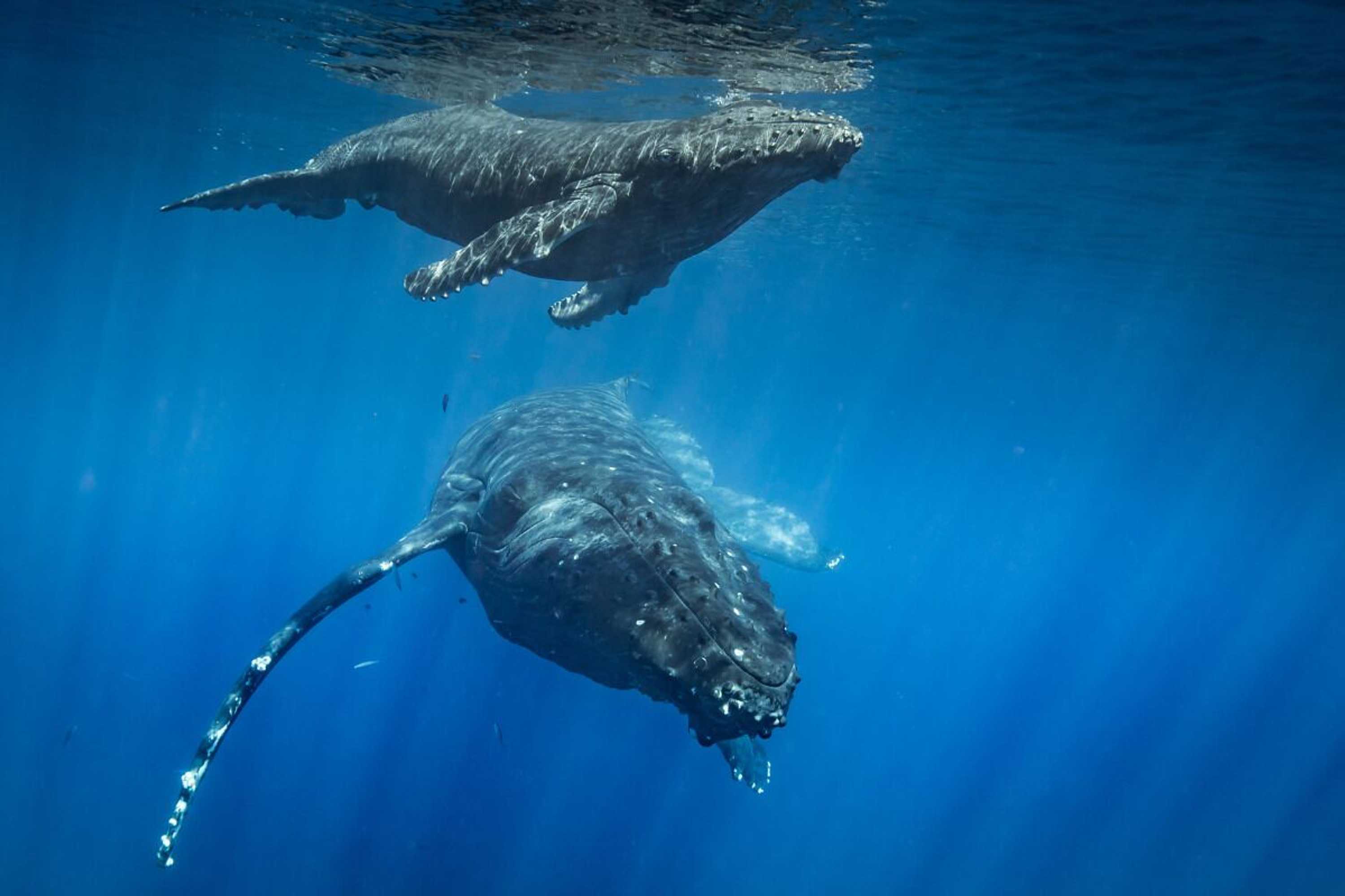 Gift card for Kuau Plaza Paia Condo With Parking