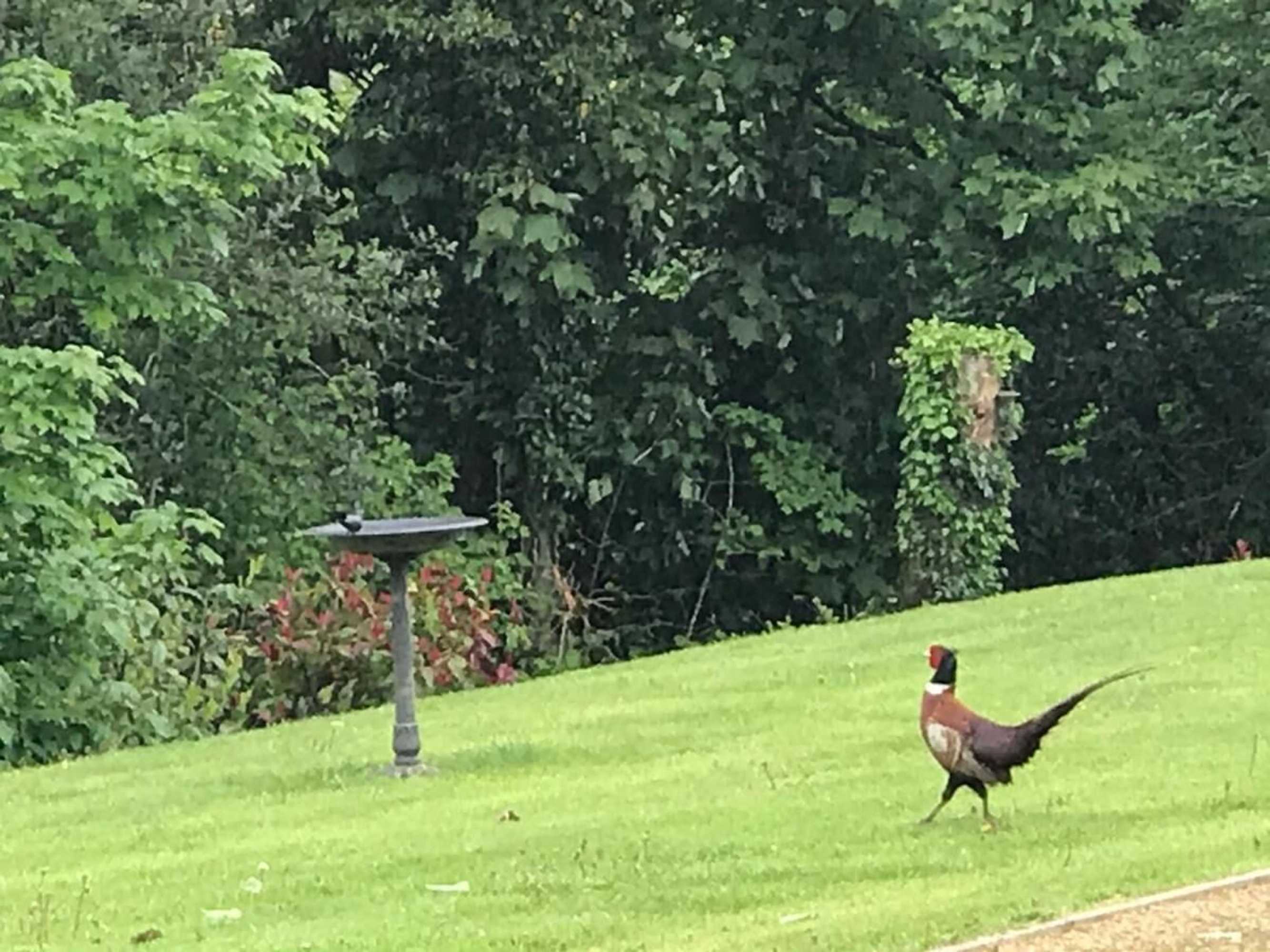 Gift card for Hollybush Lodges