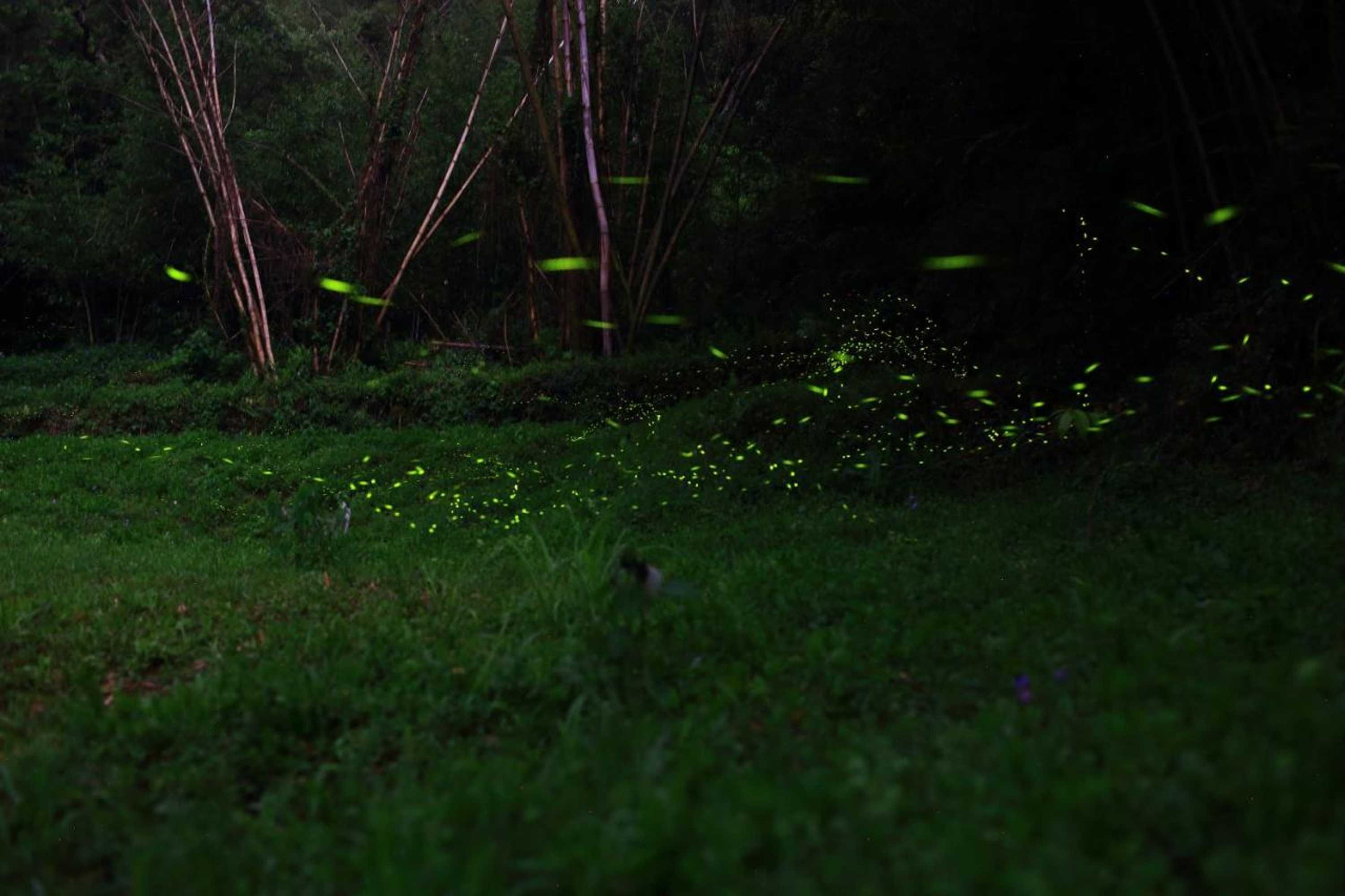 Gift card for Xiangyang Tianyuan