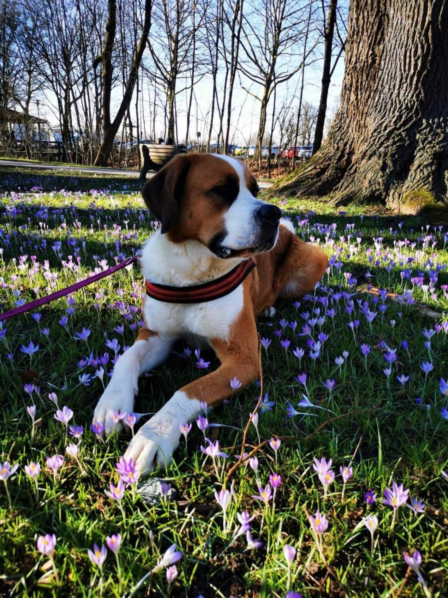 Gift card for Pension Sonnleitn