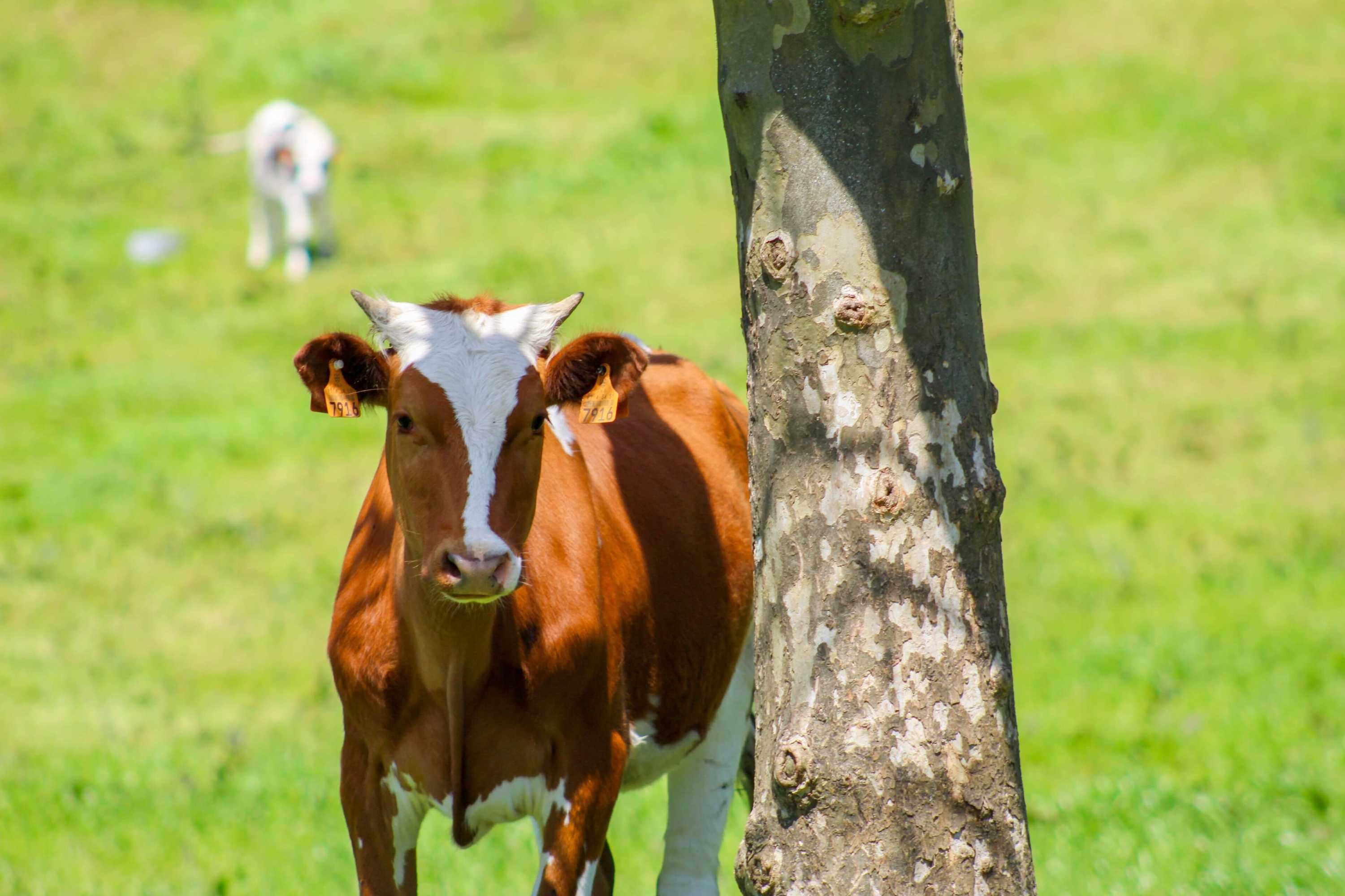 Gift card for Dreamscape Villa