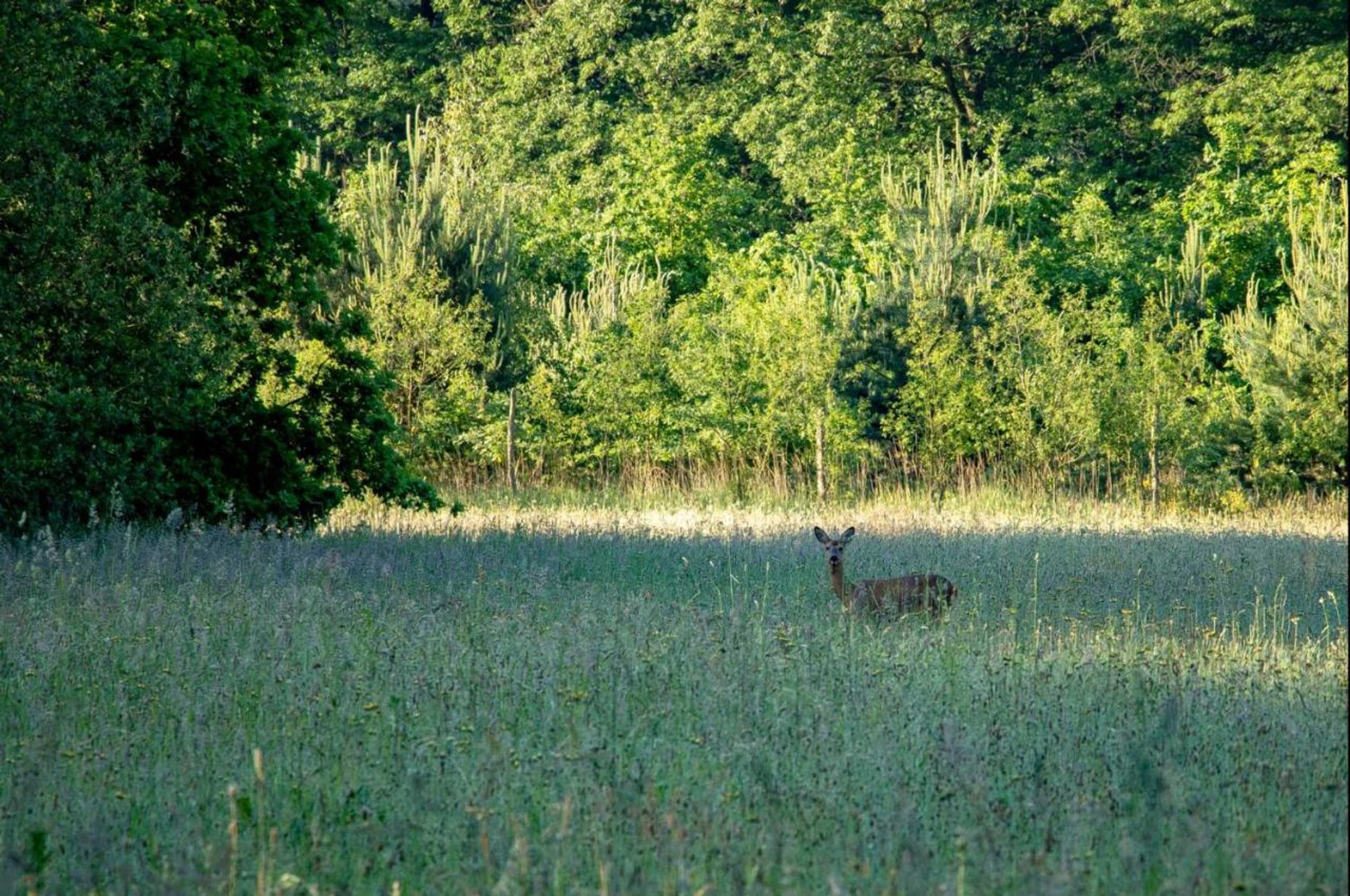 Gift card for Heidebos