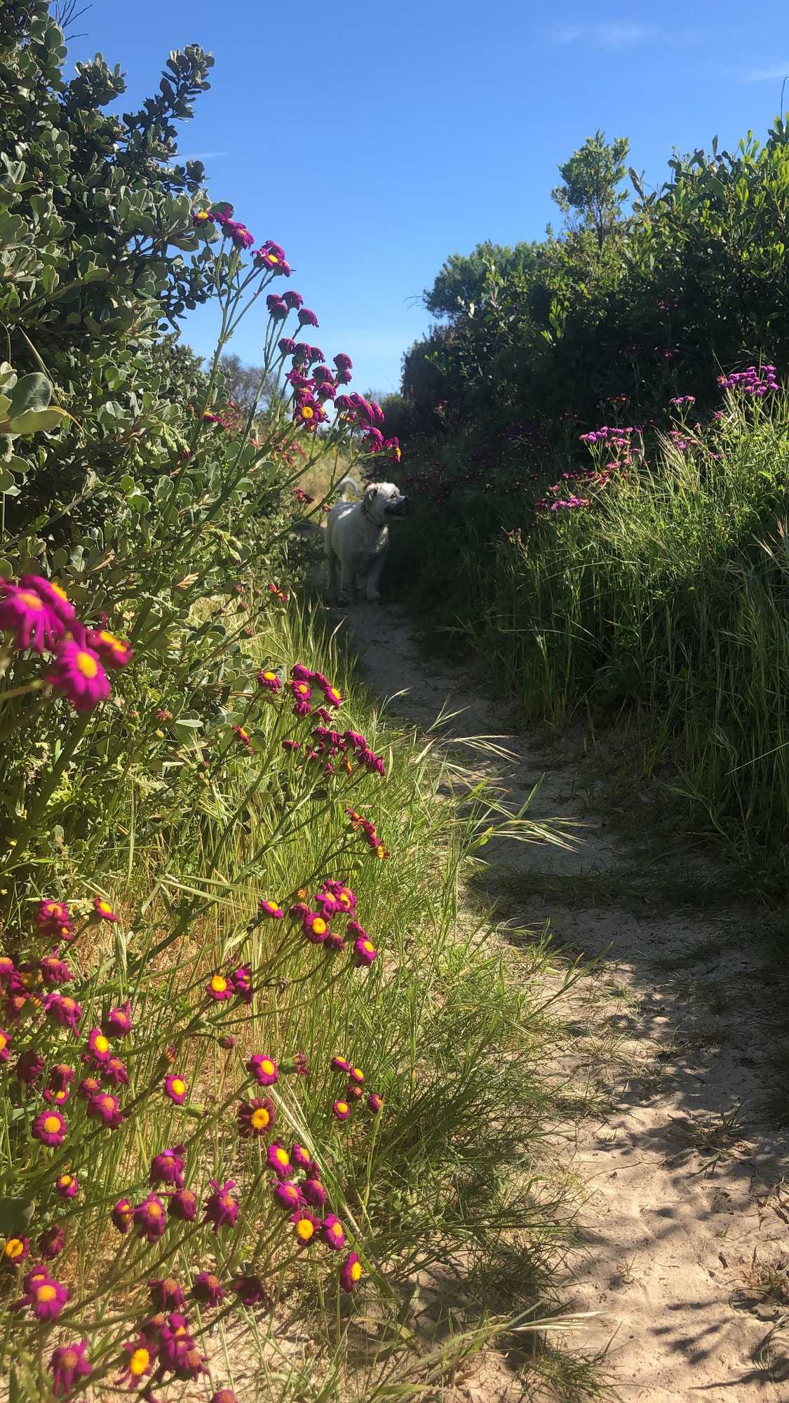 Gift card for Driftwood Villas