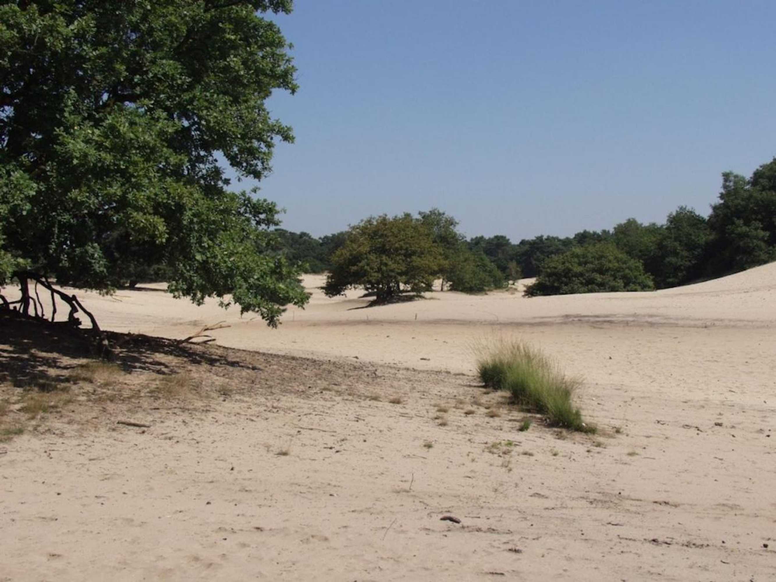 Gift card for In Den Verdwaalde Koogel