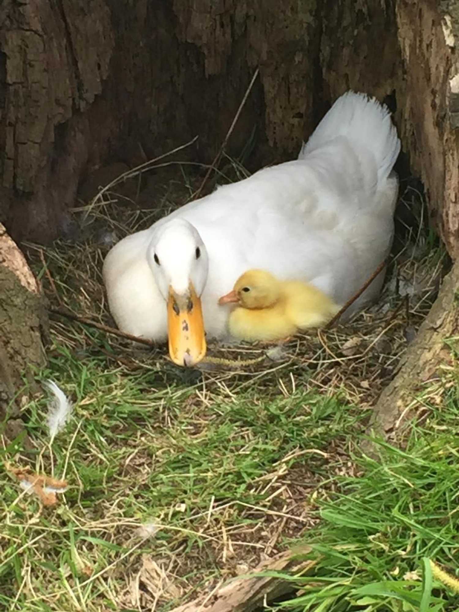 Gift card for Droomgaerd