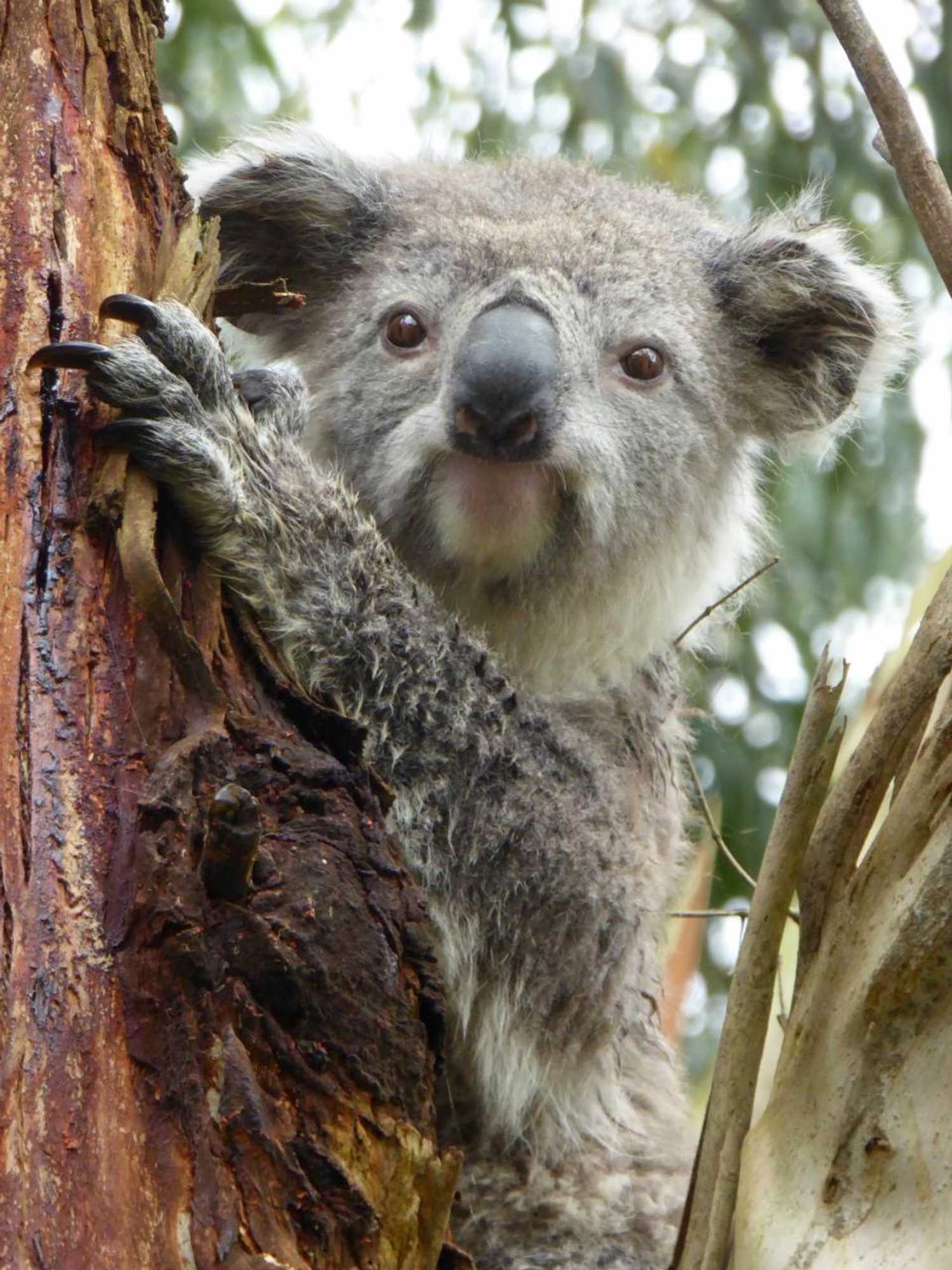 Gift card for Llarrinda Bed & Breakfast