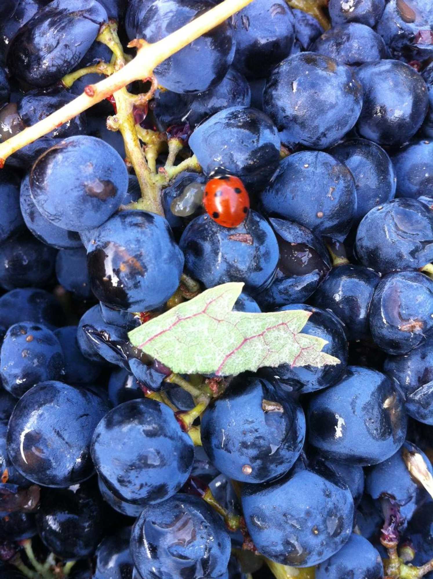 Gift card for Quintas do Valbom e Cuco