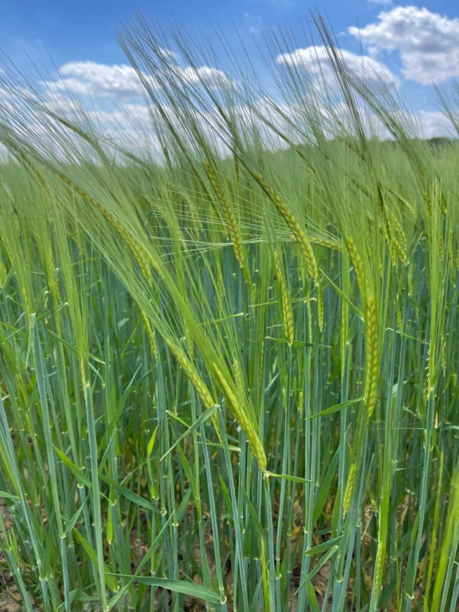 Gift card for Hotel Gästehaus Sonne