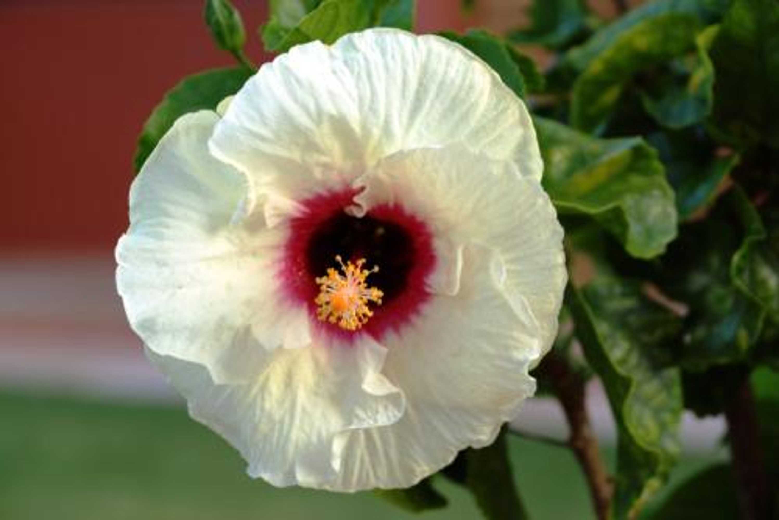 Gift card for Pousada Dos Hibiscos Gift card for Pousada Dos Hibiscos