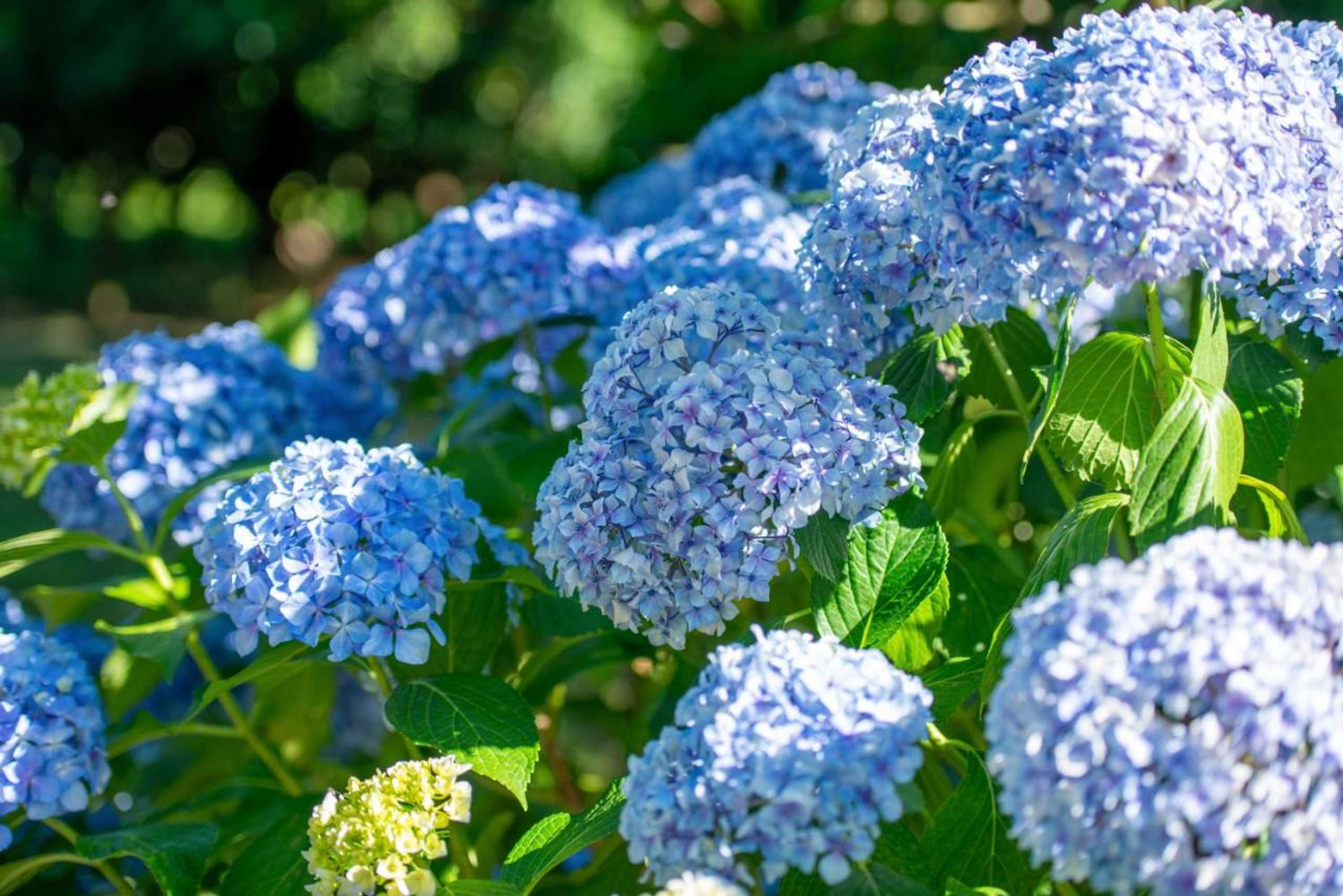 Gift card for Recantos na Portela