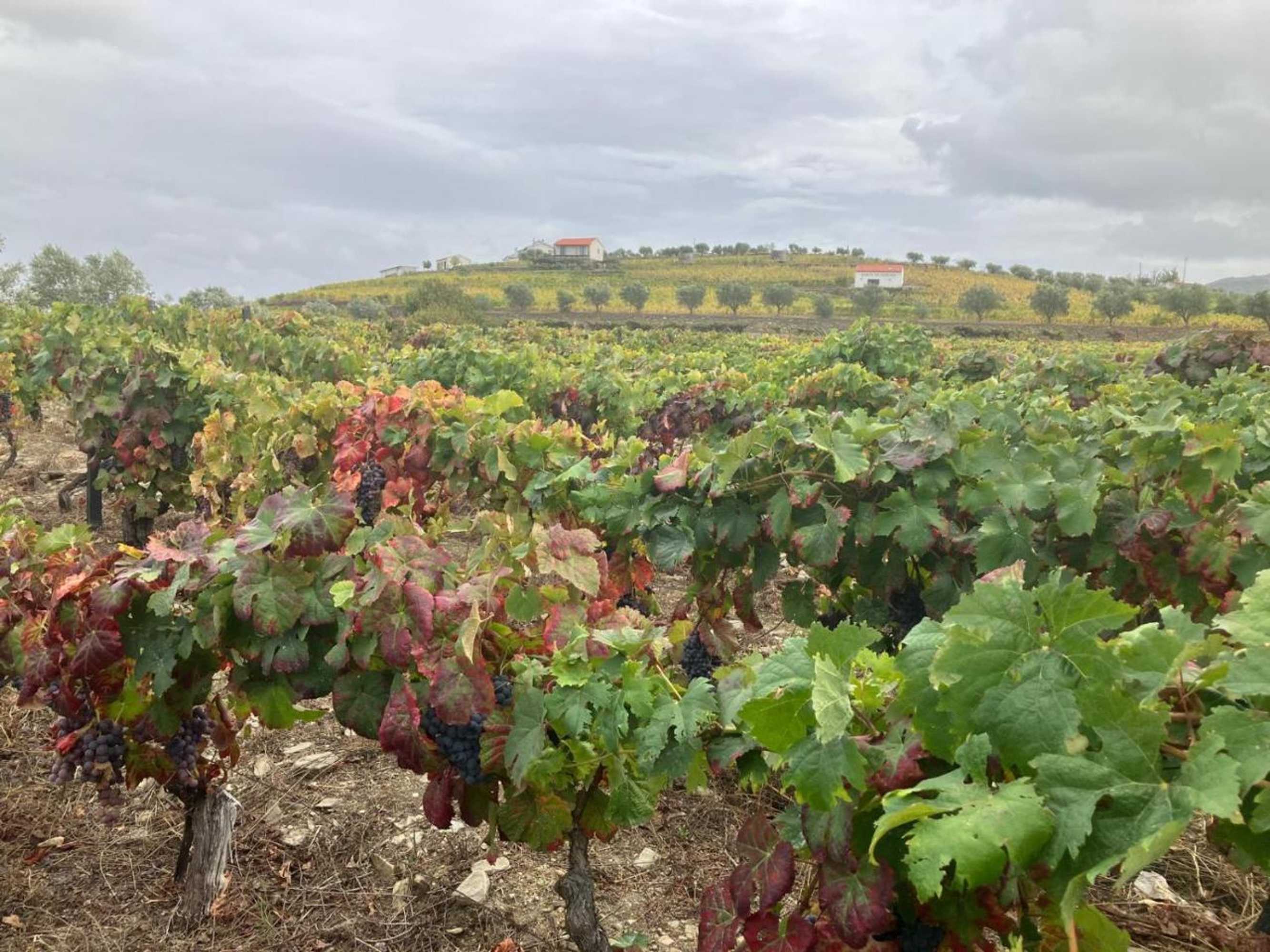 Gift card for Placido Hotel Douro - Tabuaco Gift card for Placido Hotel Douro - Tabuaco