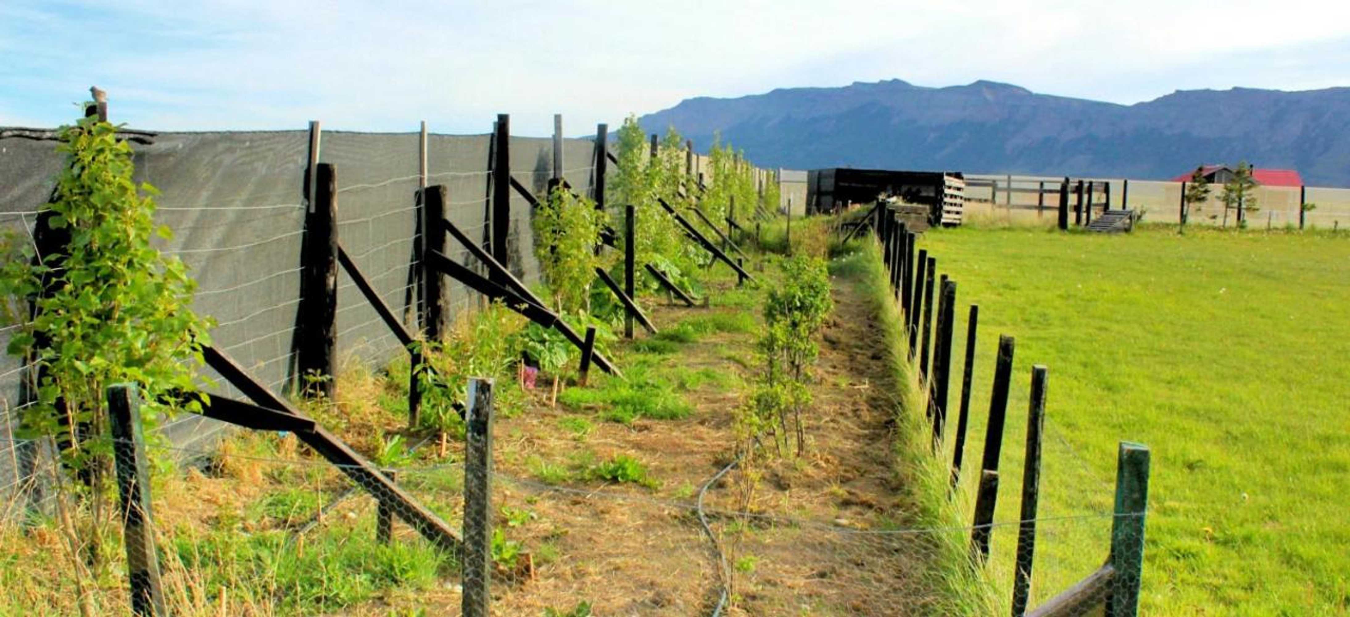 Gift card for Dorotea Vista