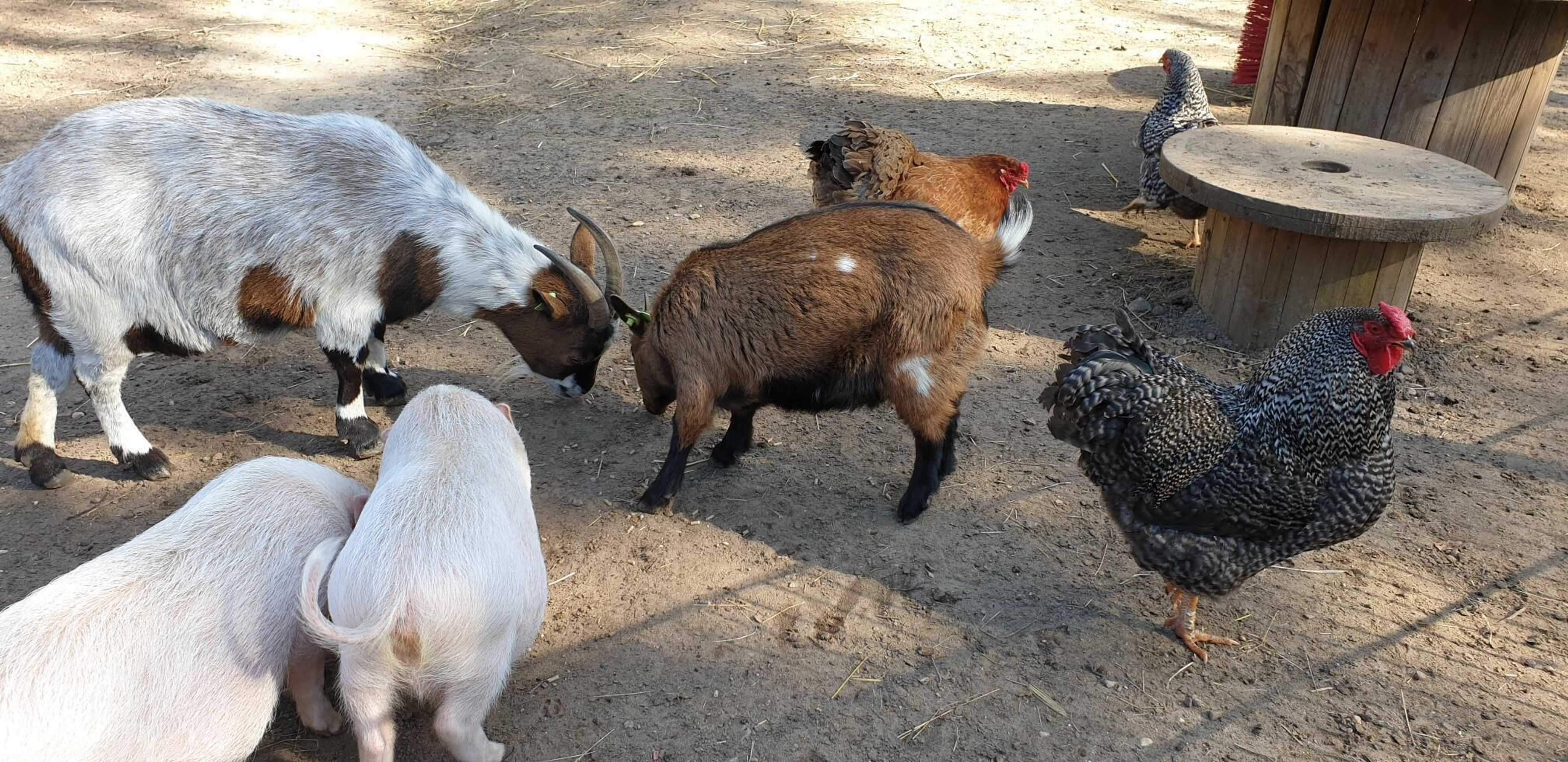 Gift card for Vakantiepark De Bosrand