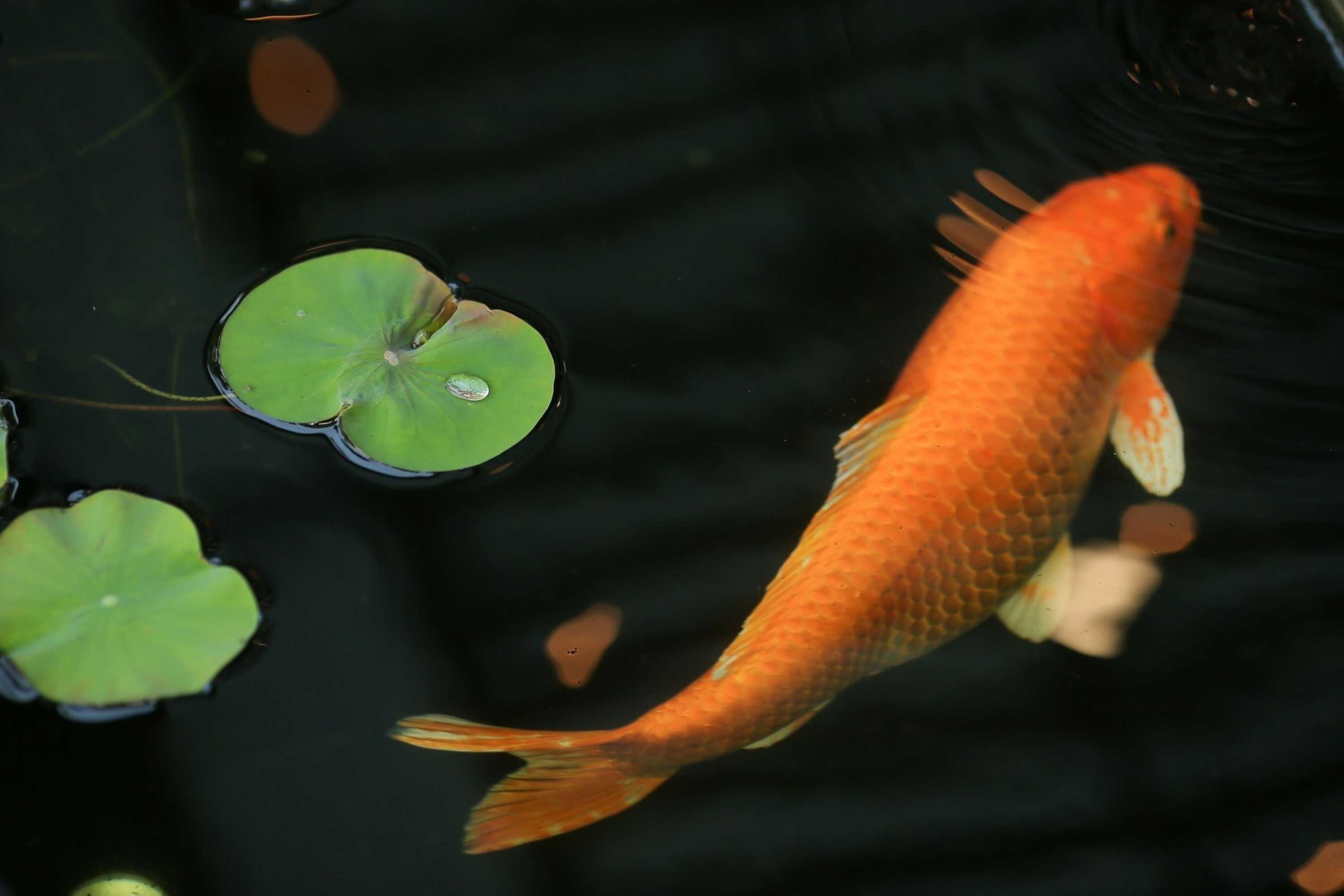 Gift card for Le Patta Resort & Hotel Chiang Rai