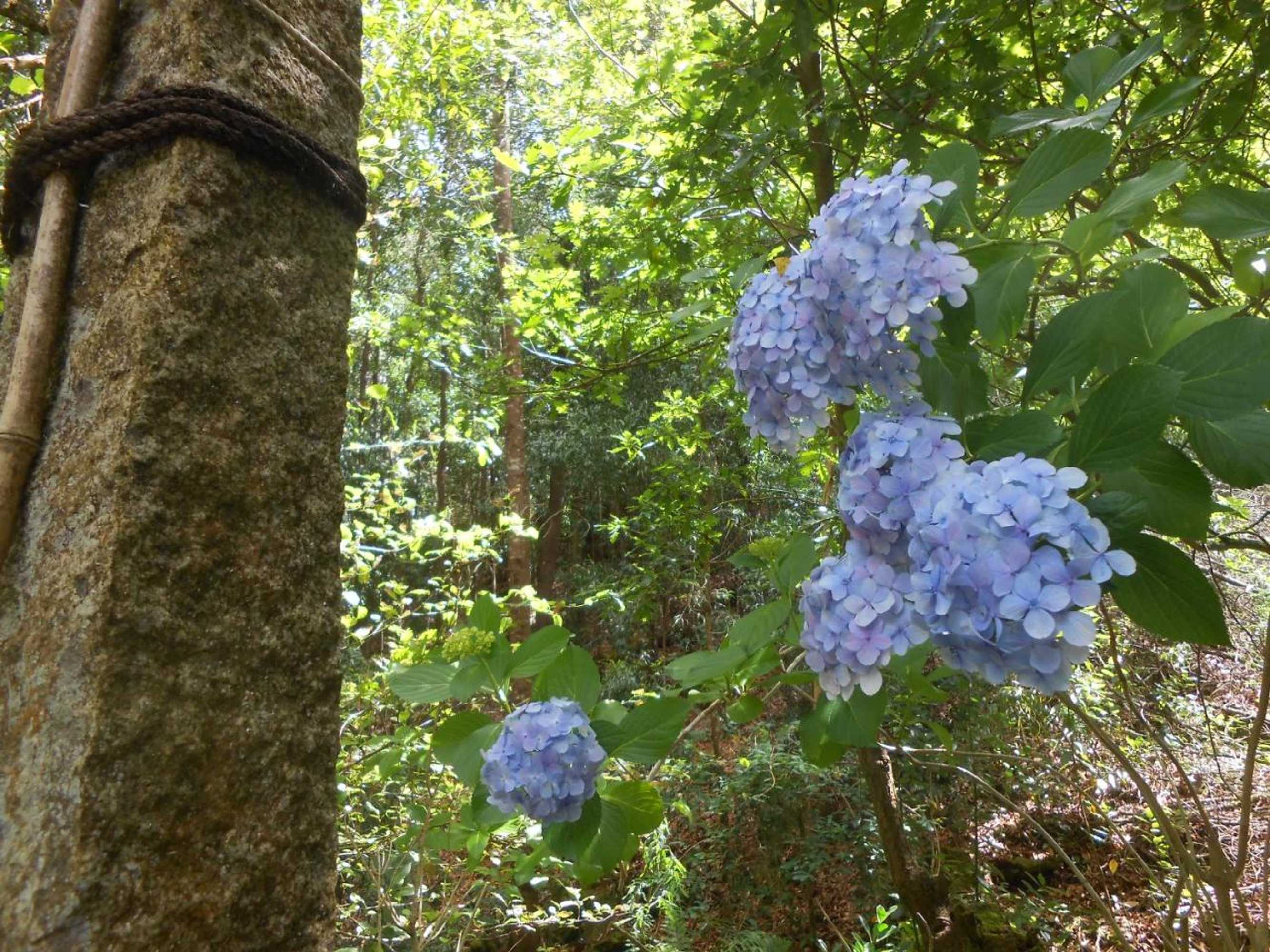 Gift card for Watermill Moinho Garcia