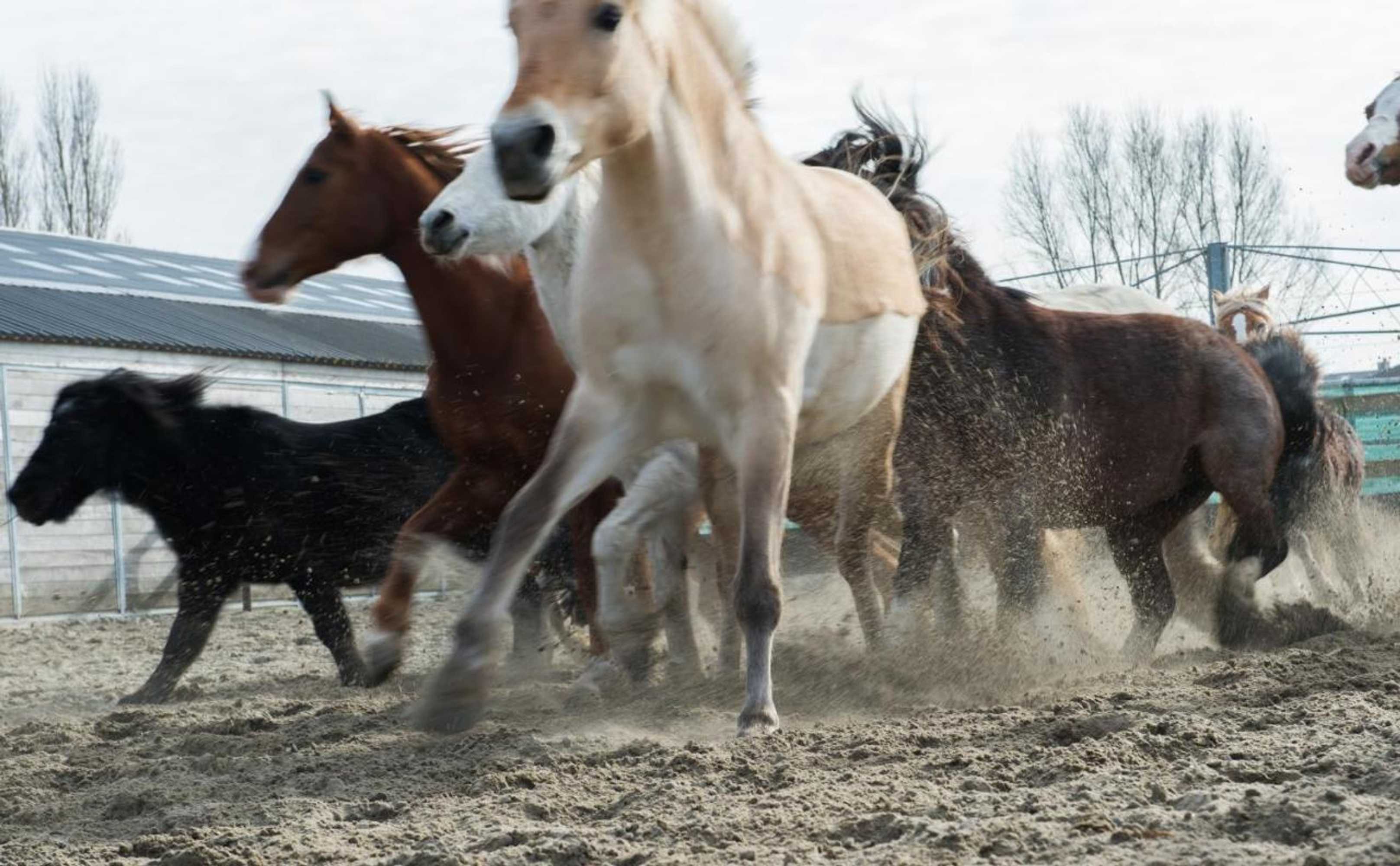 Gift card for Apartement De Vosseburch