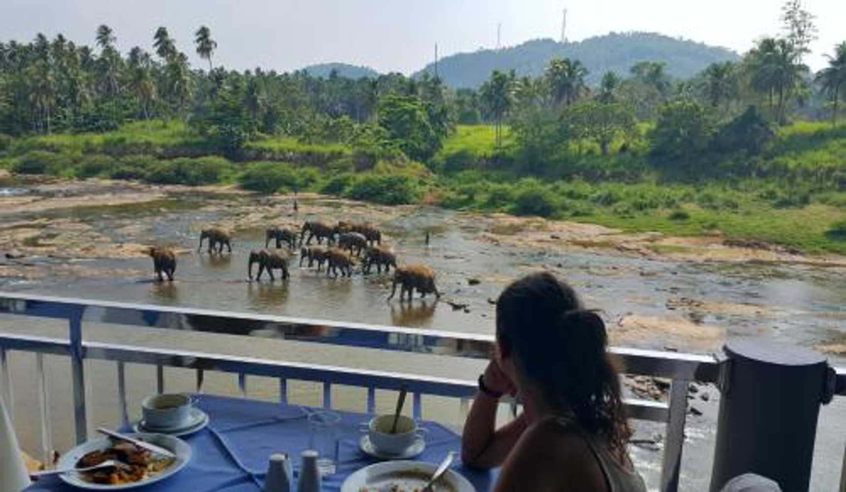 Gift card for Hotel Elephant Park - New Deal! Half Off Airport Pickups Available