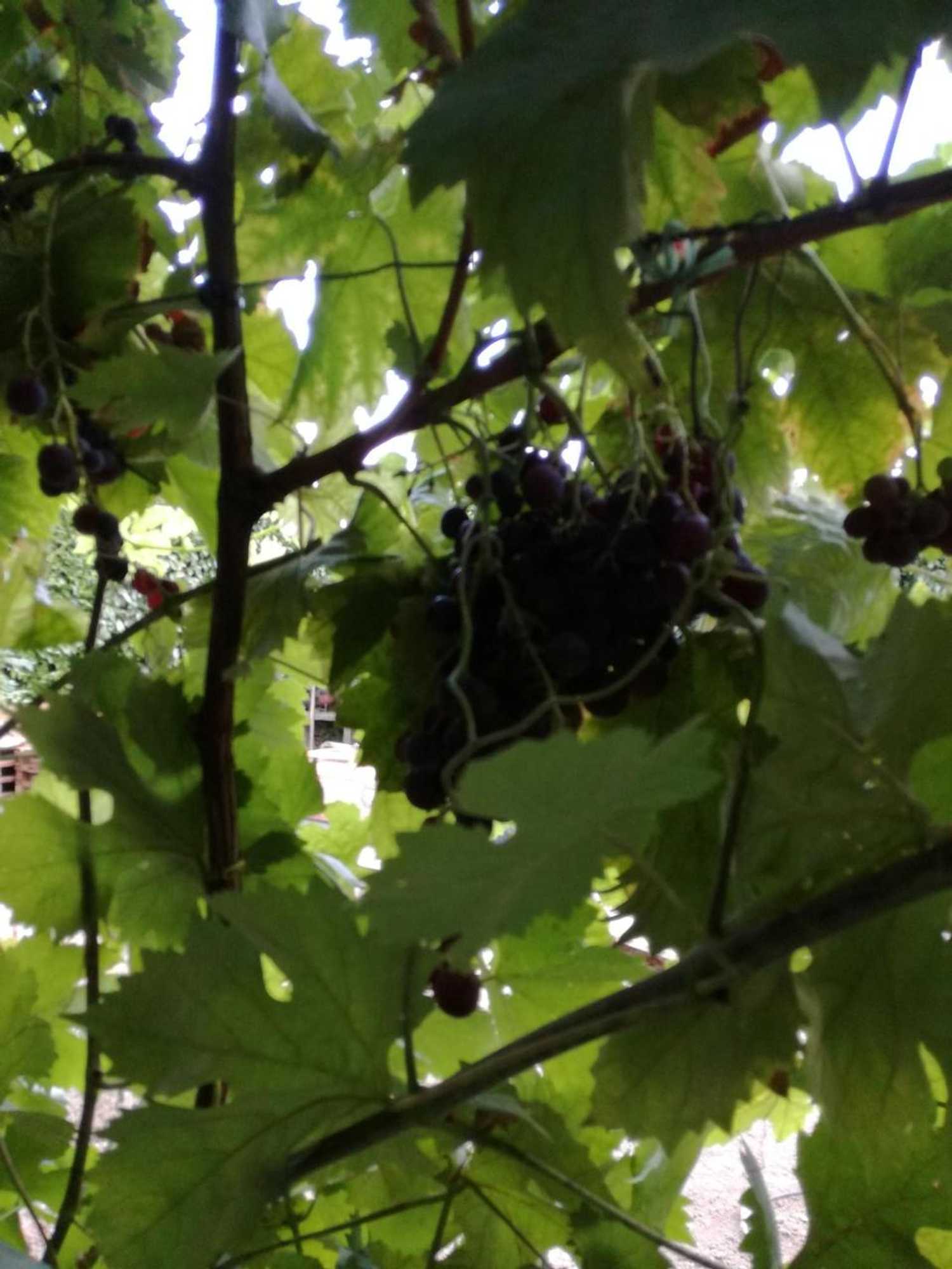 Gift card for O Zé Já Dormiu Aqui