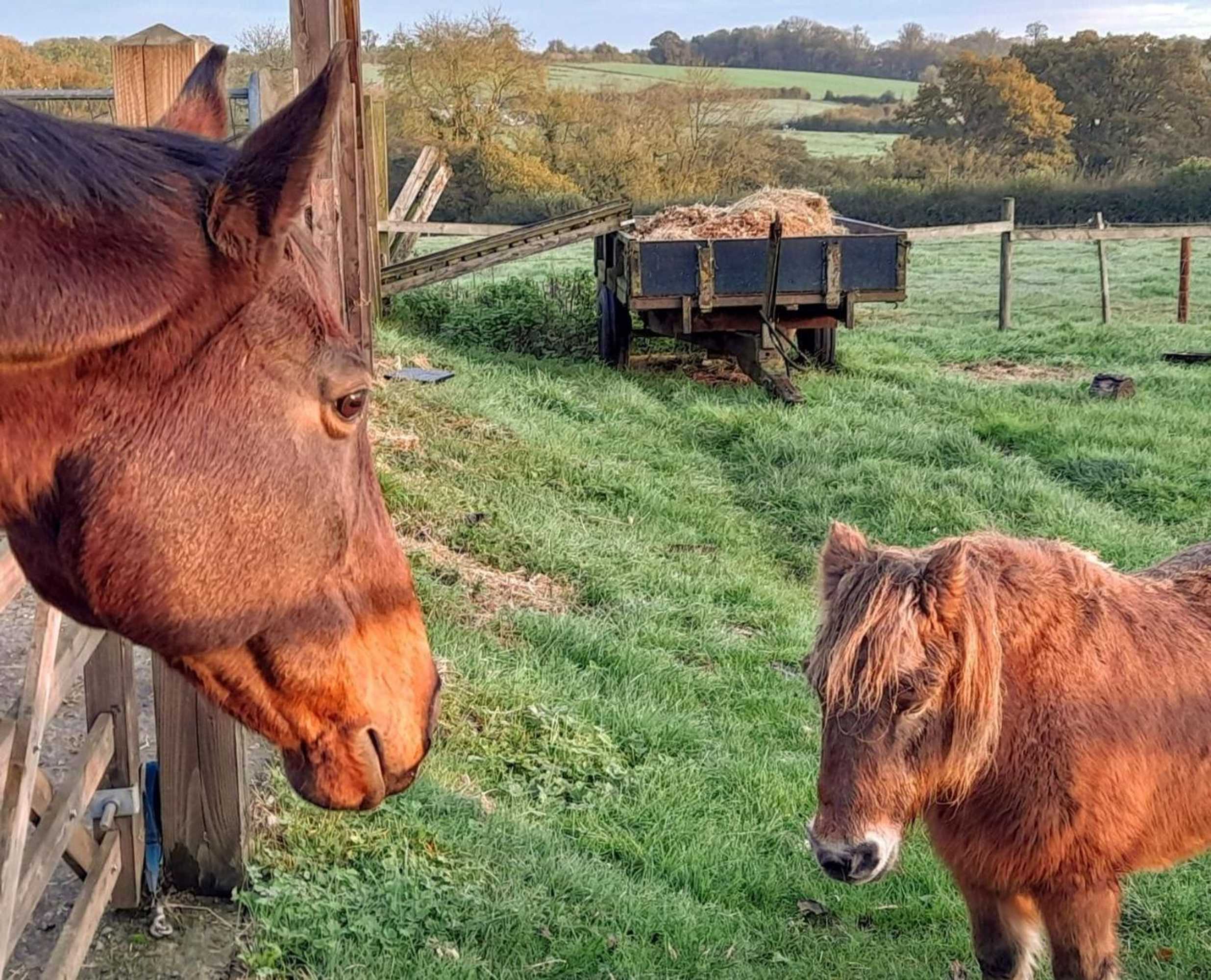 Gift card for Knoll Hill Farm, The Place To Stay