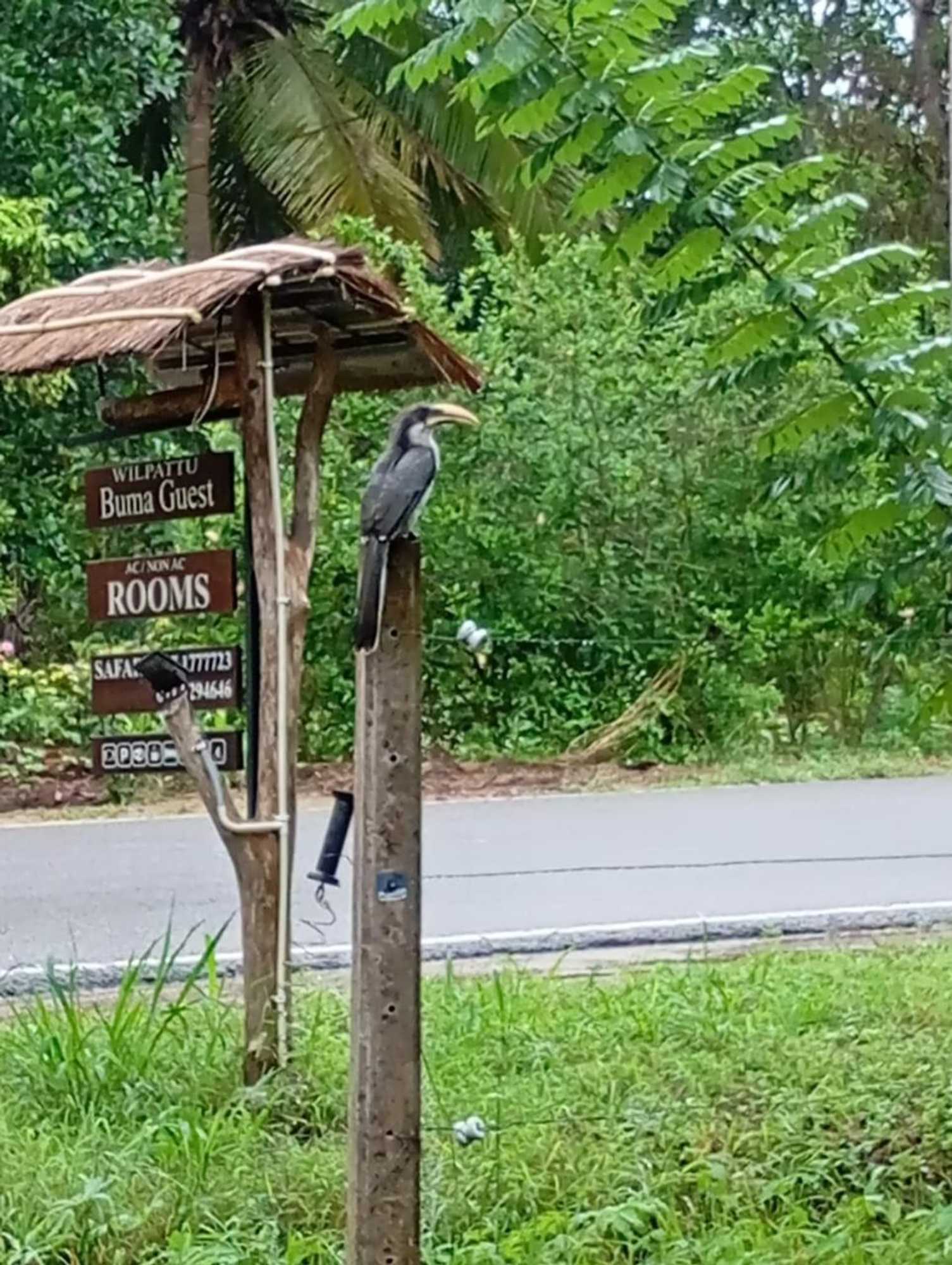 Gift card for Wilpattu National Park Forest Buma Lodge