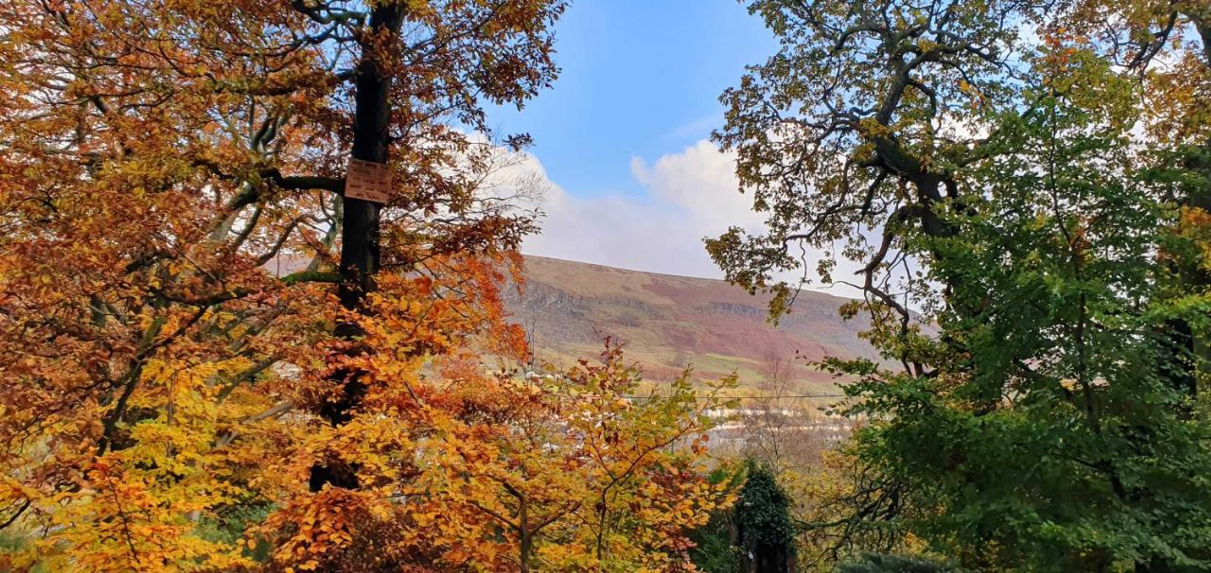 Gift card for Miners Log Cabin