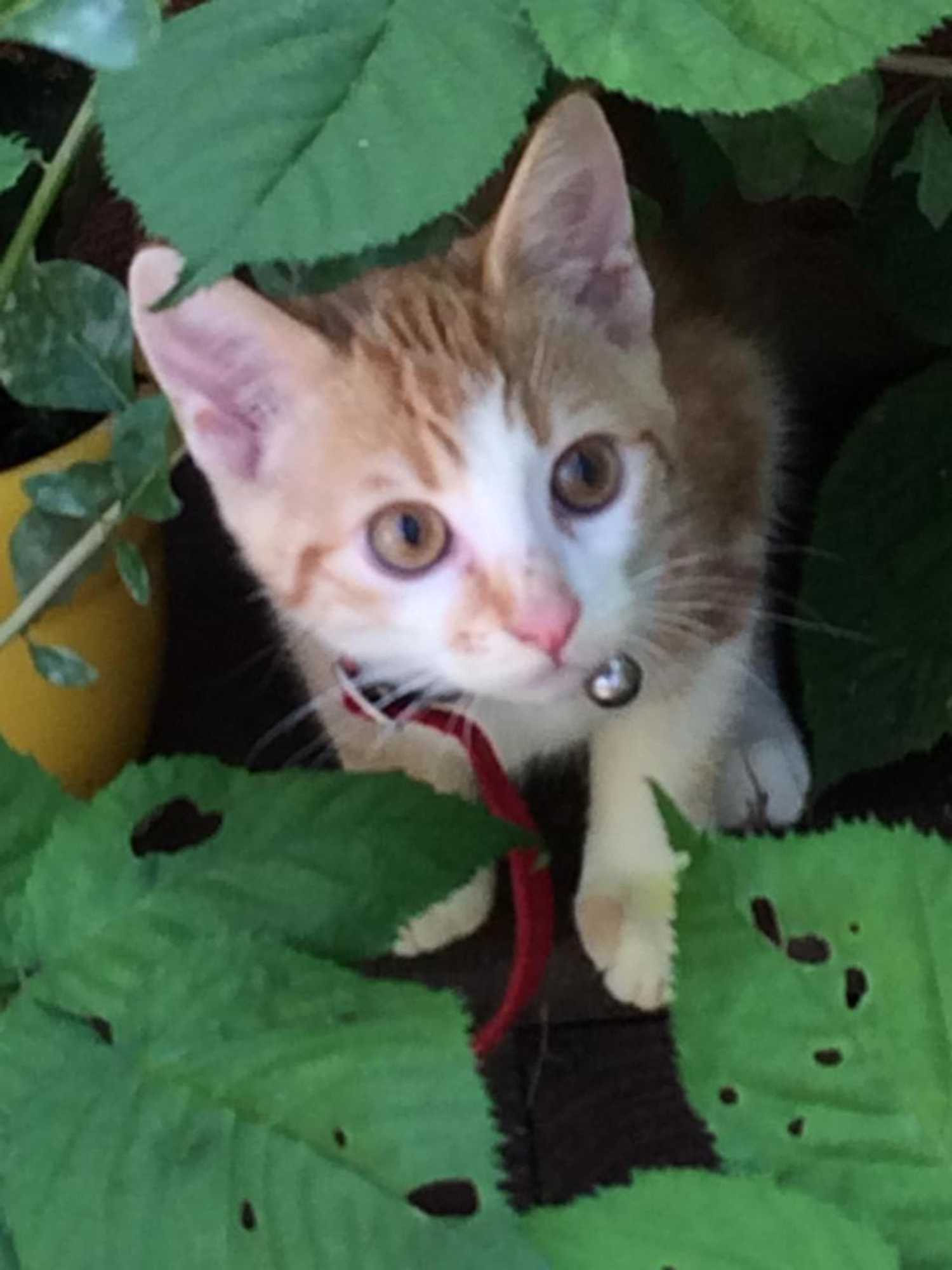 Gift card for B&b Ool Inclusive