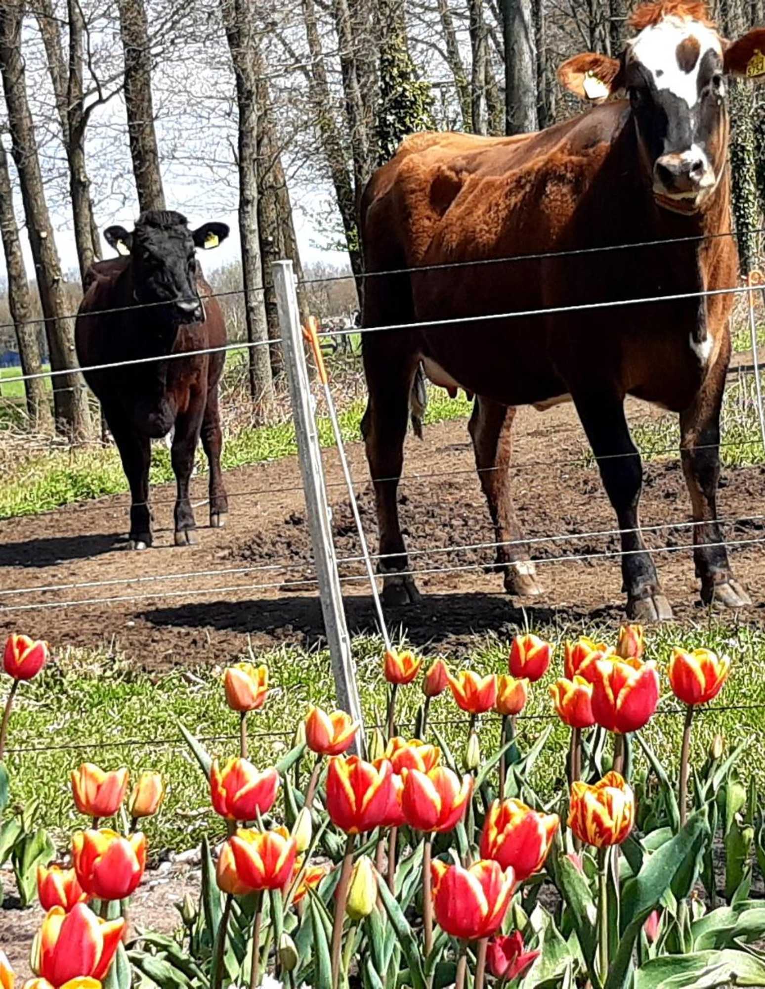 Gift card for B&b De Volkelse Hooiberg