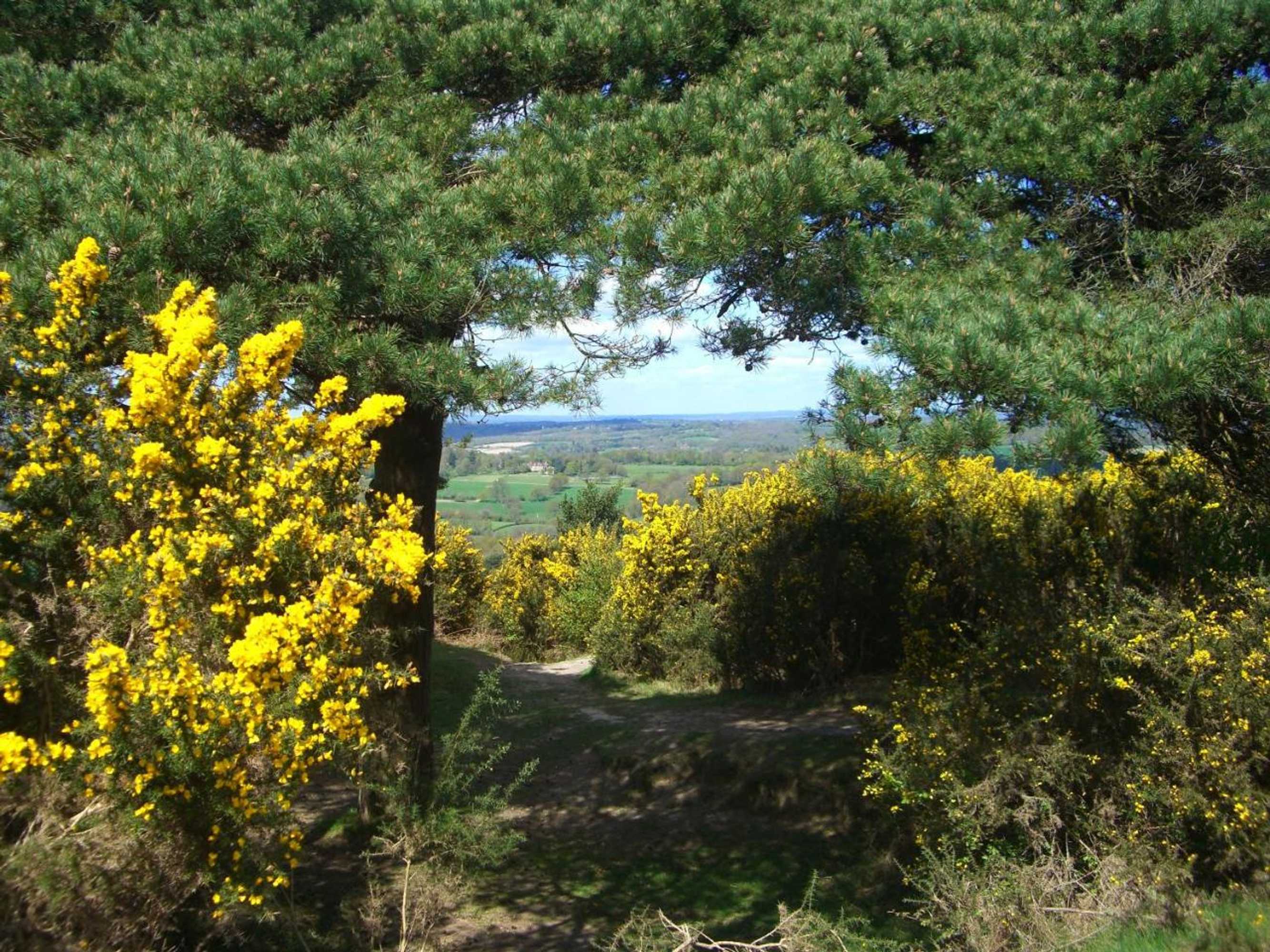 Gift card for Lamb's Knees