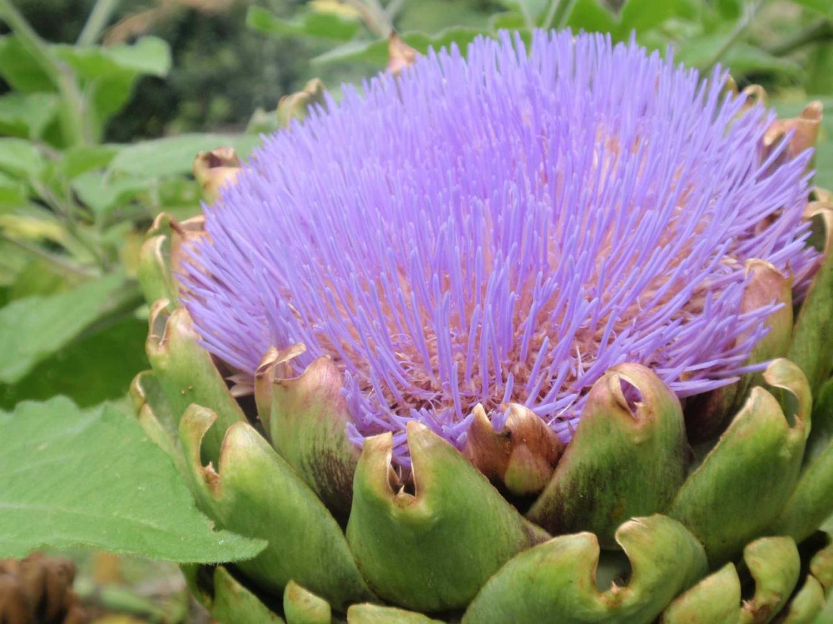 Gift card for Wharepuke Subtropical Accommodation Gift card for Wharepuke Subtropical Accommodation