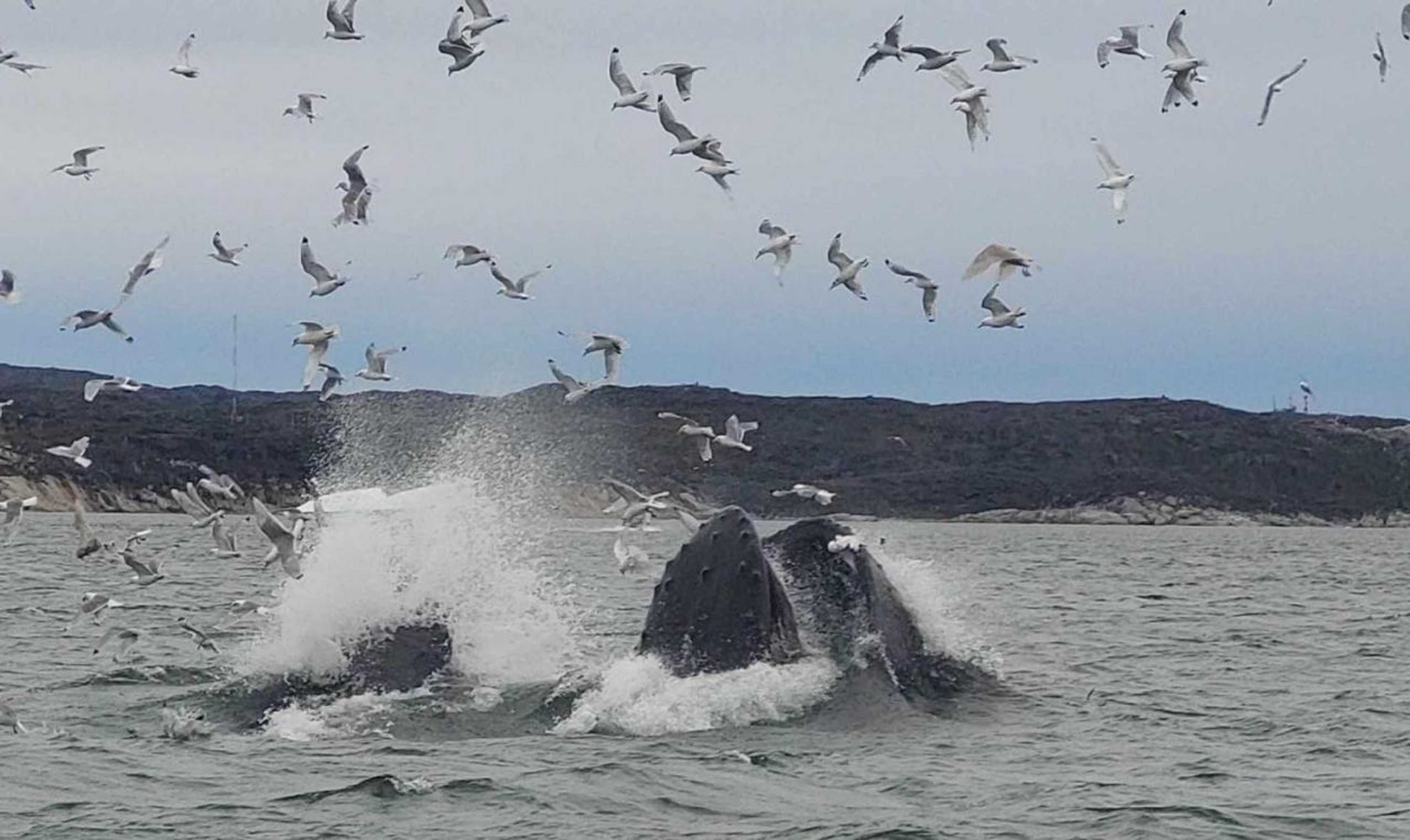 Gift card for Ilulissat Apartment