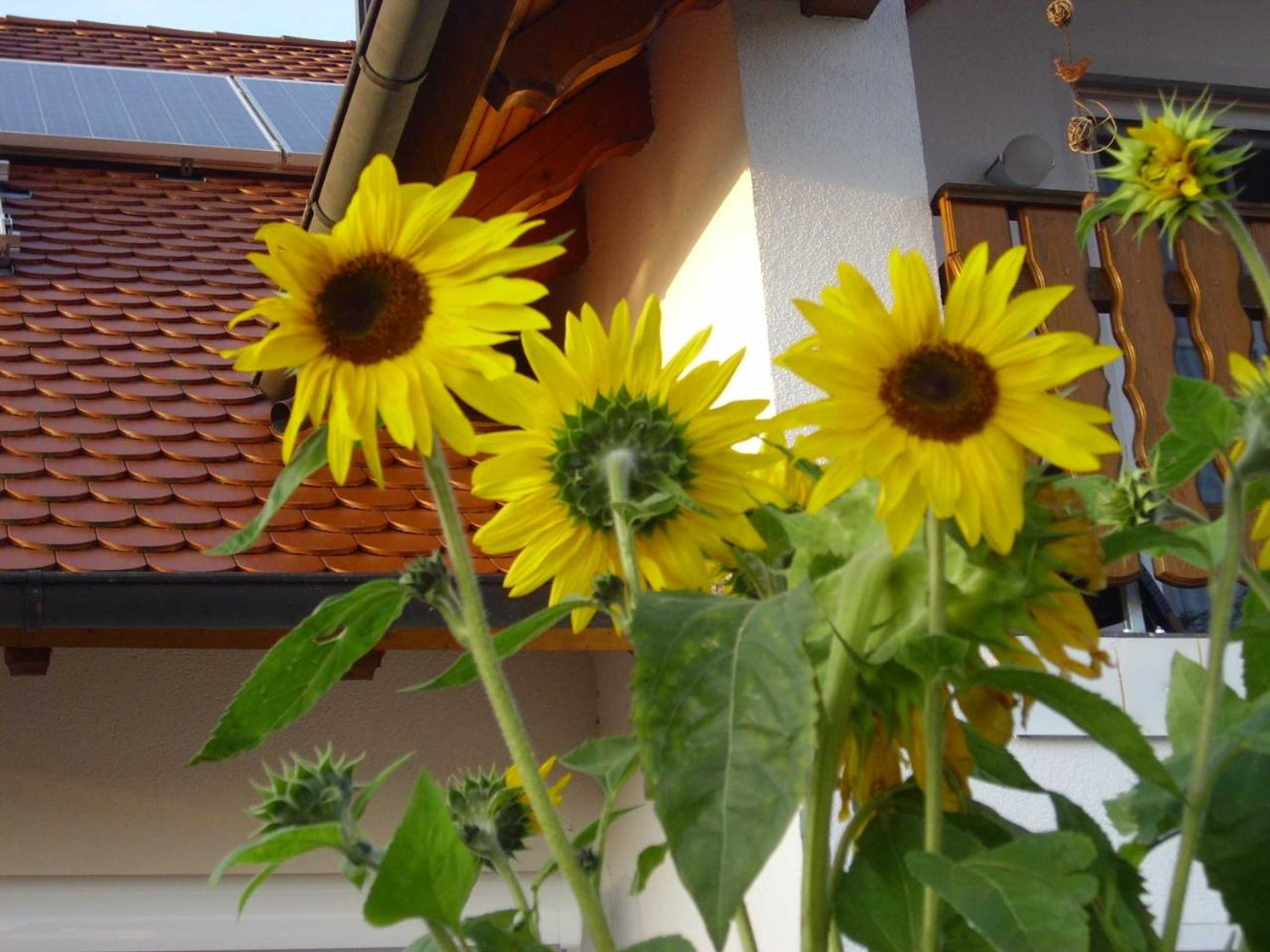 Gift card for Ferienwohnung Maria Waldblick 95 Qm- 2 Schlafzimmer Mit Balkon