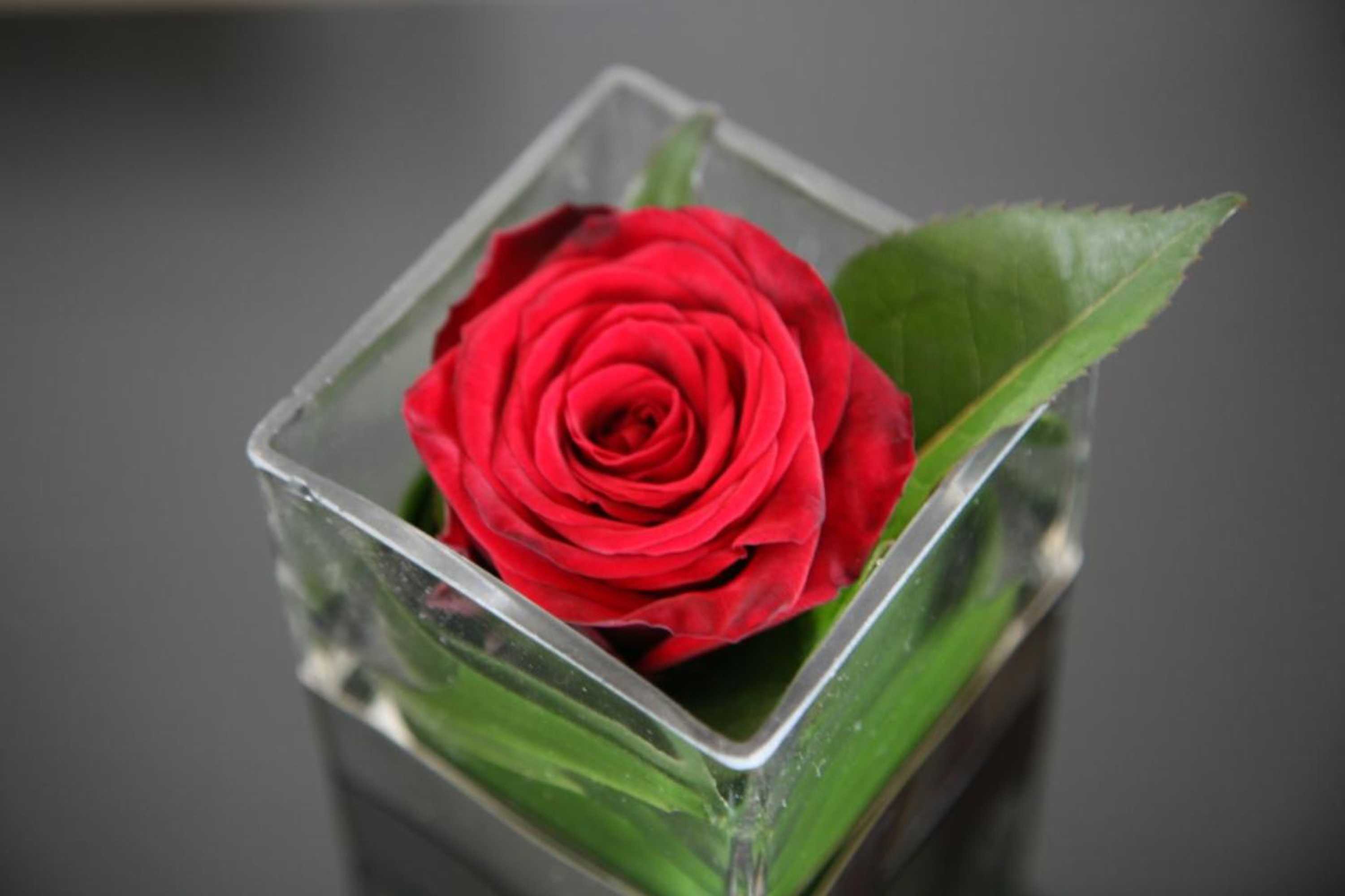 Gift card for B&b Kanegem Onverbloemd
