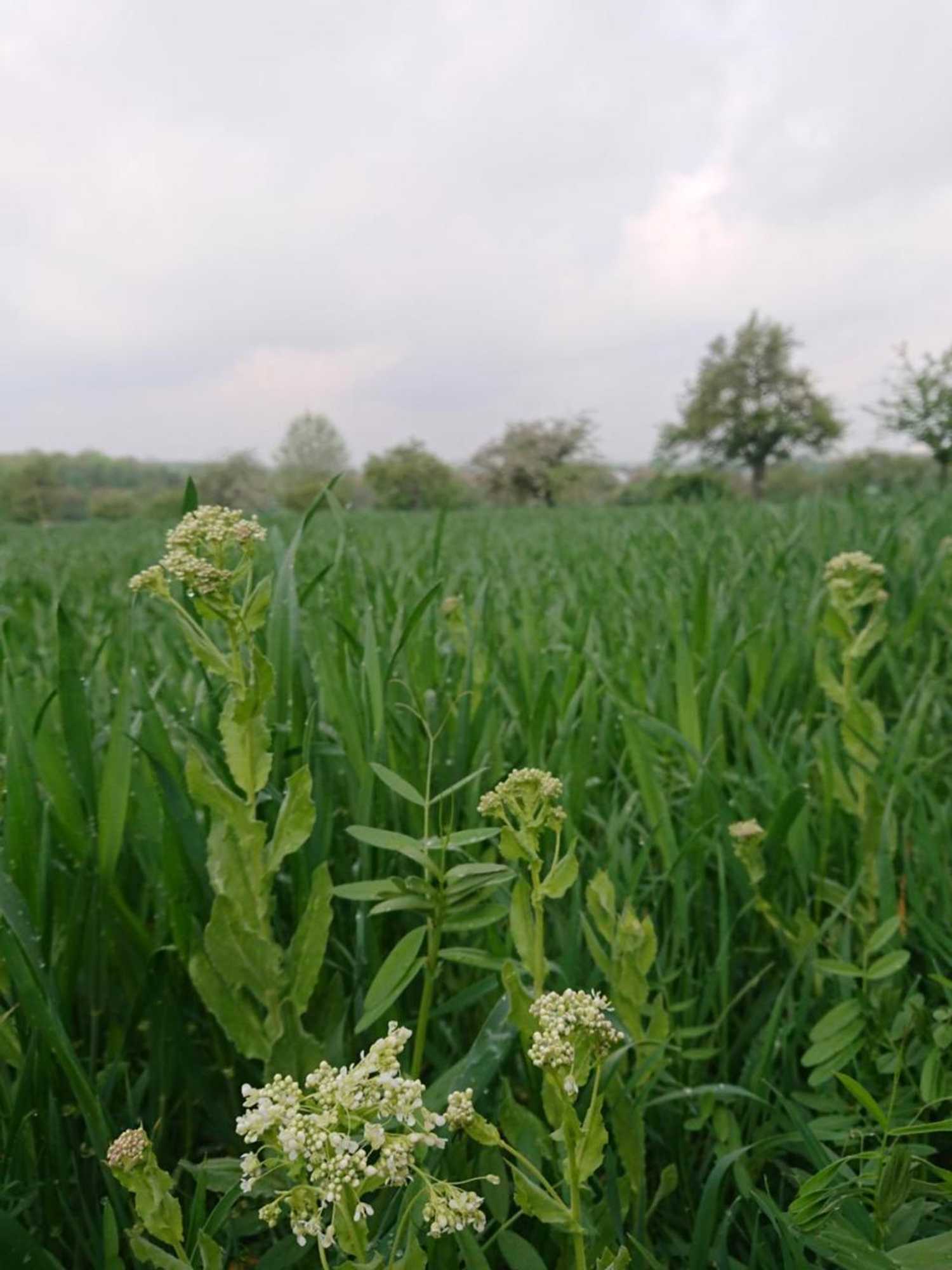 Gift card for Landgasthof Gänsberg