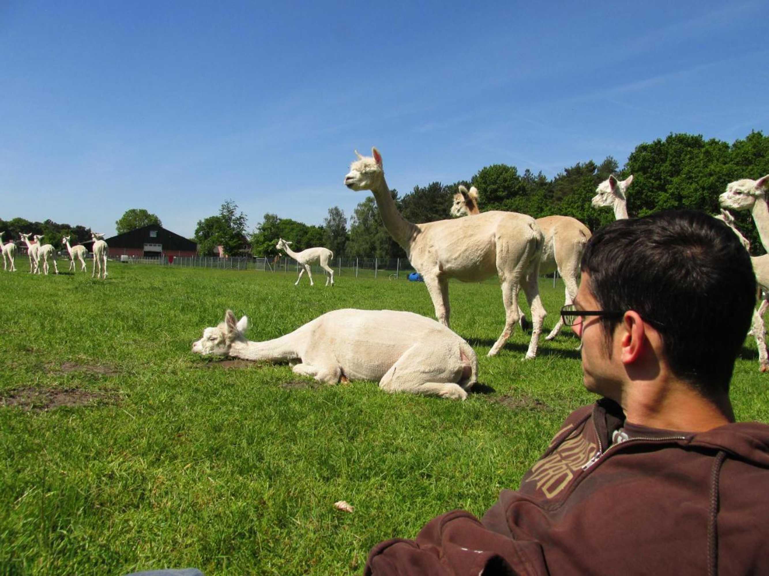 Gift card for De Alpacaboerderij