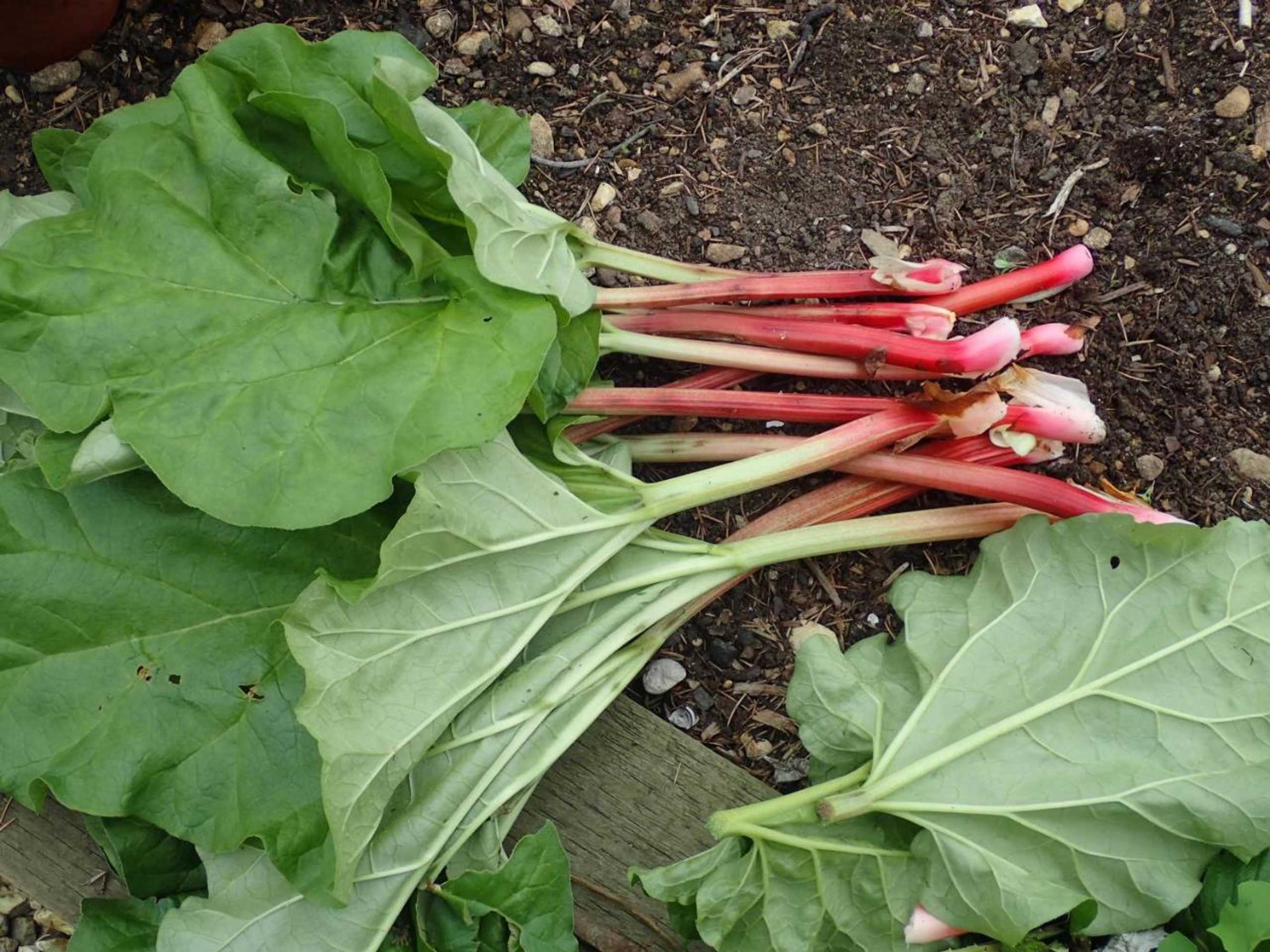 Gift card for Field End House Strawberry Lane Meysey Hampton