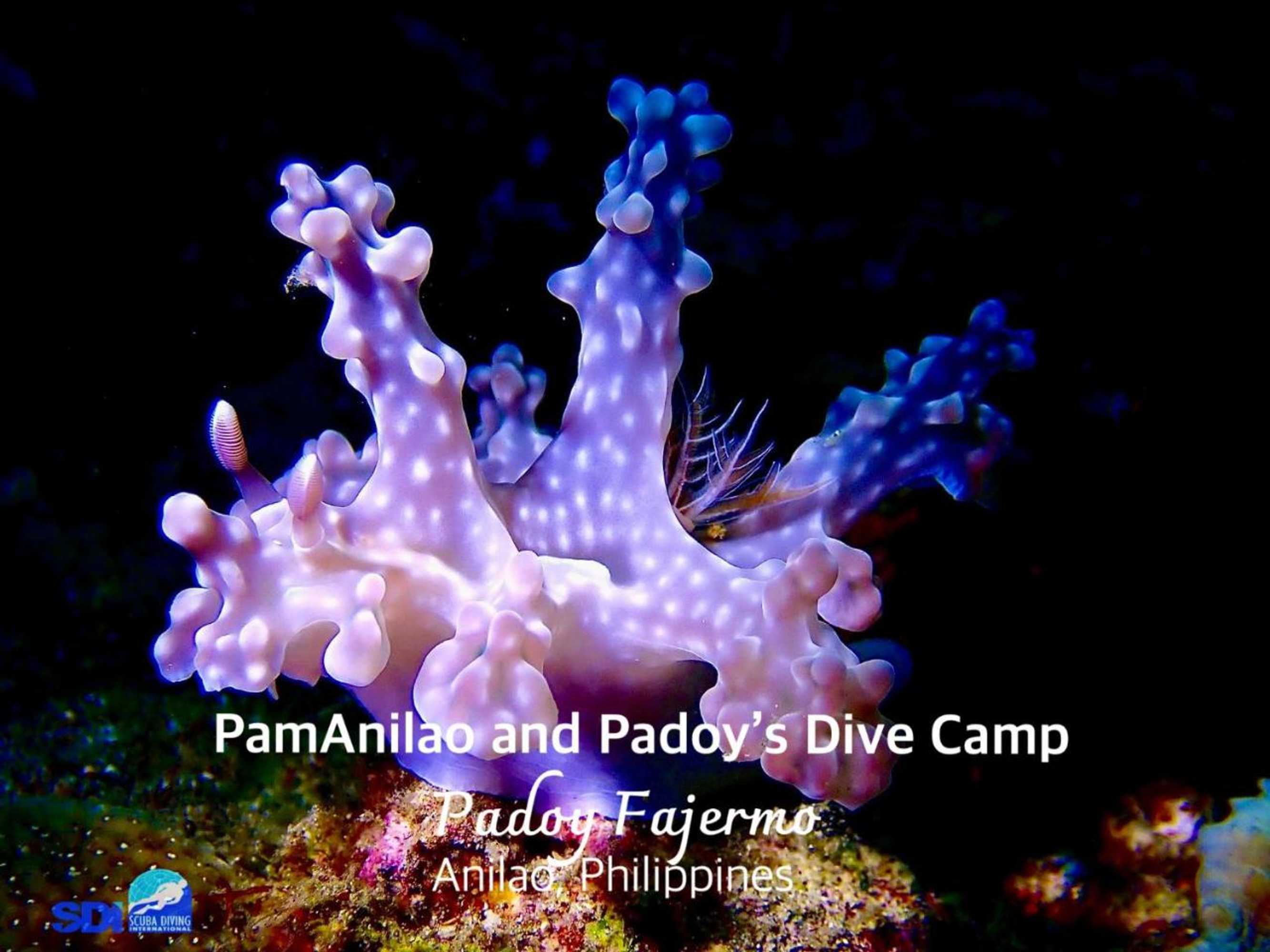 Gift card for Pamanilao And Padoy's Dive Camp Gift card for Pamanilao And Padoy's Dive Camp